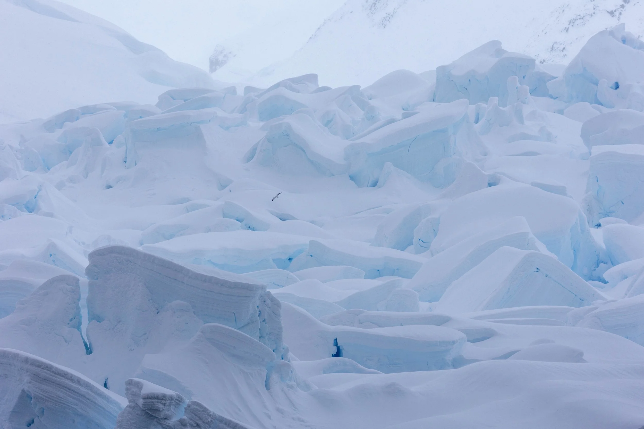 2022-11-09 2022-11-09 Antarctica-4500.jpeg