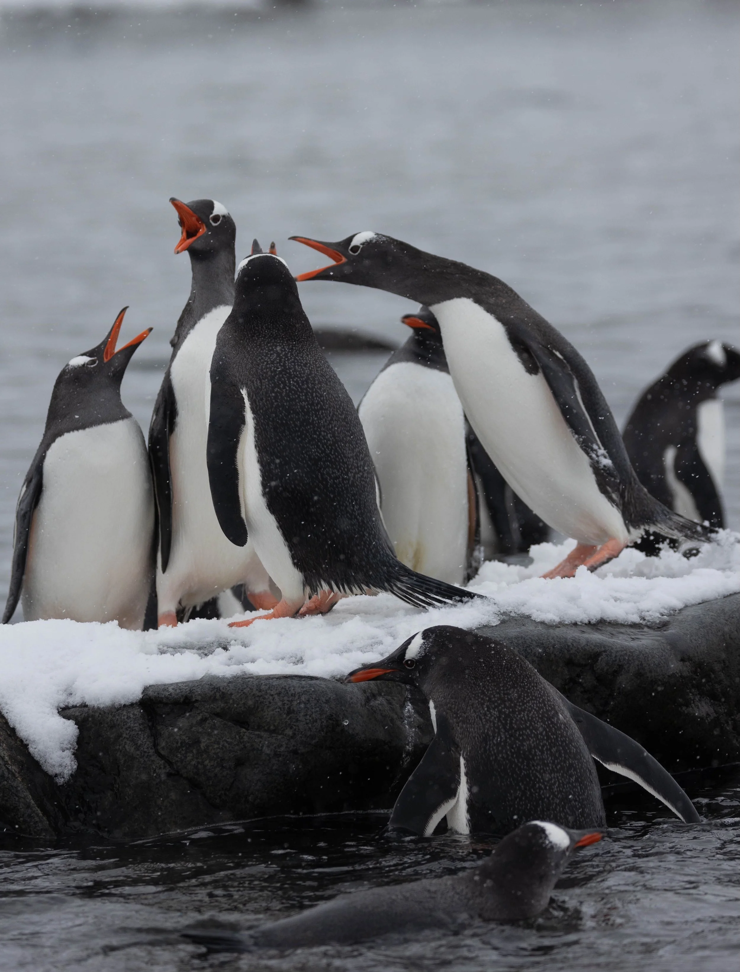 2022-11-08 2022-11-08 Antarctica-4159.jpeg