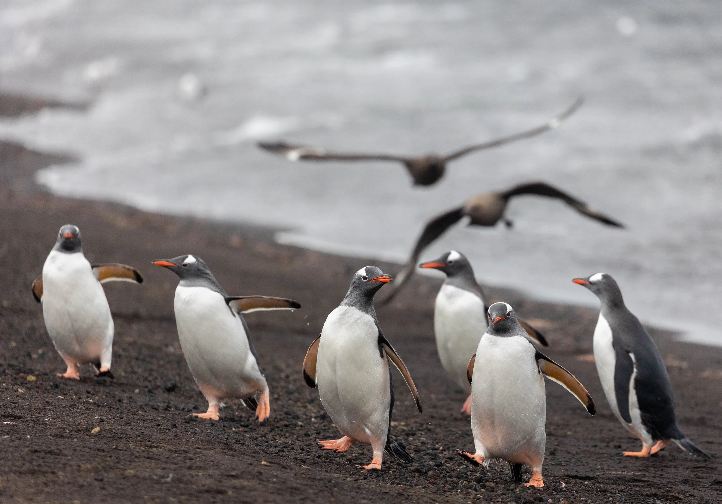 Antarctica. Gentoo Penguins. 