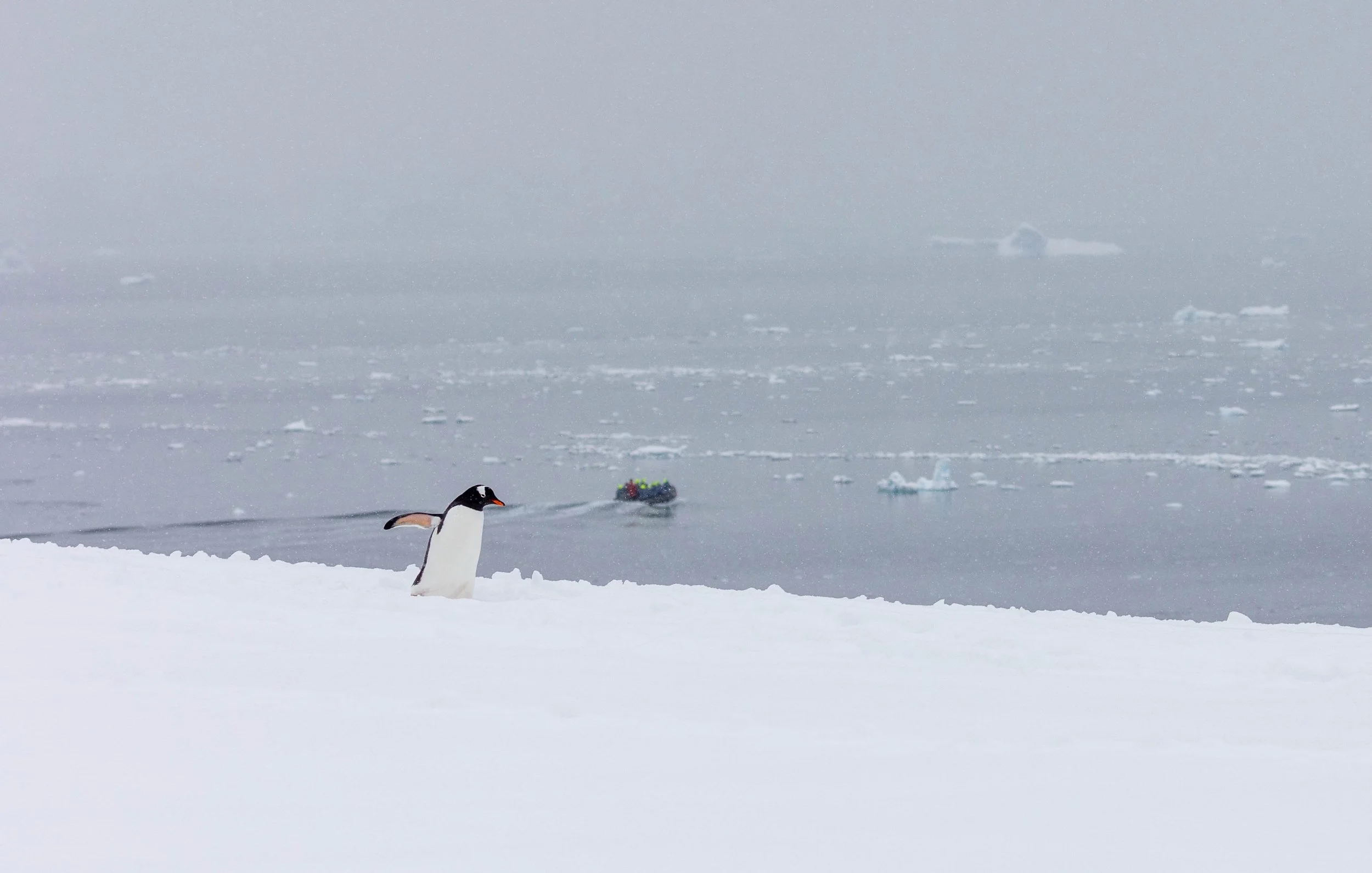 2022-11-08 2022-11-08 Antarctica-4139.jpeg