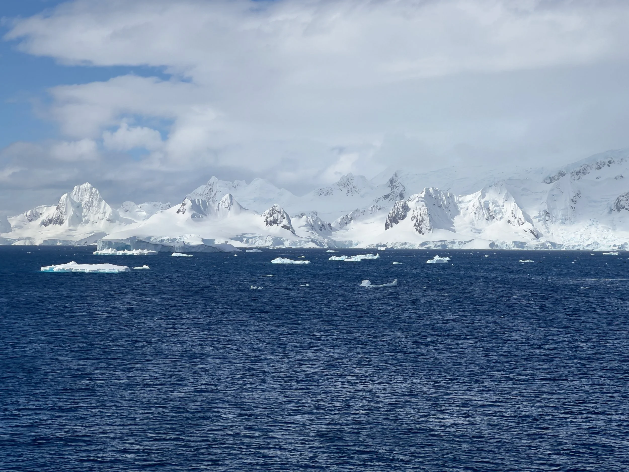 Antarctica. Gentoo Penguins. 