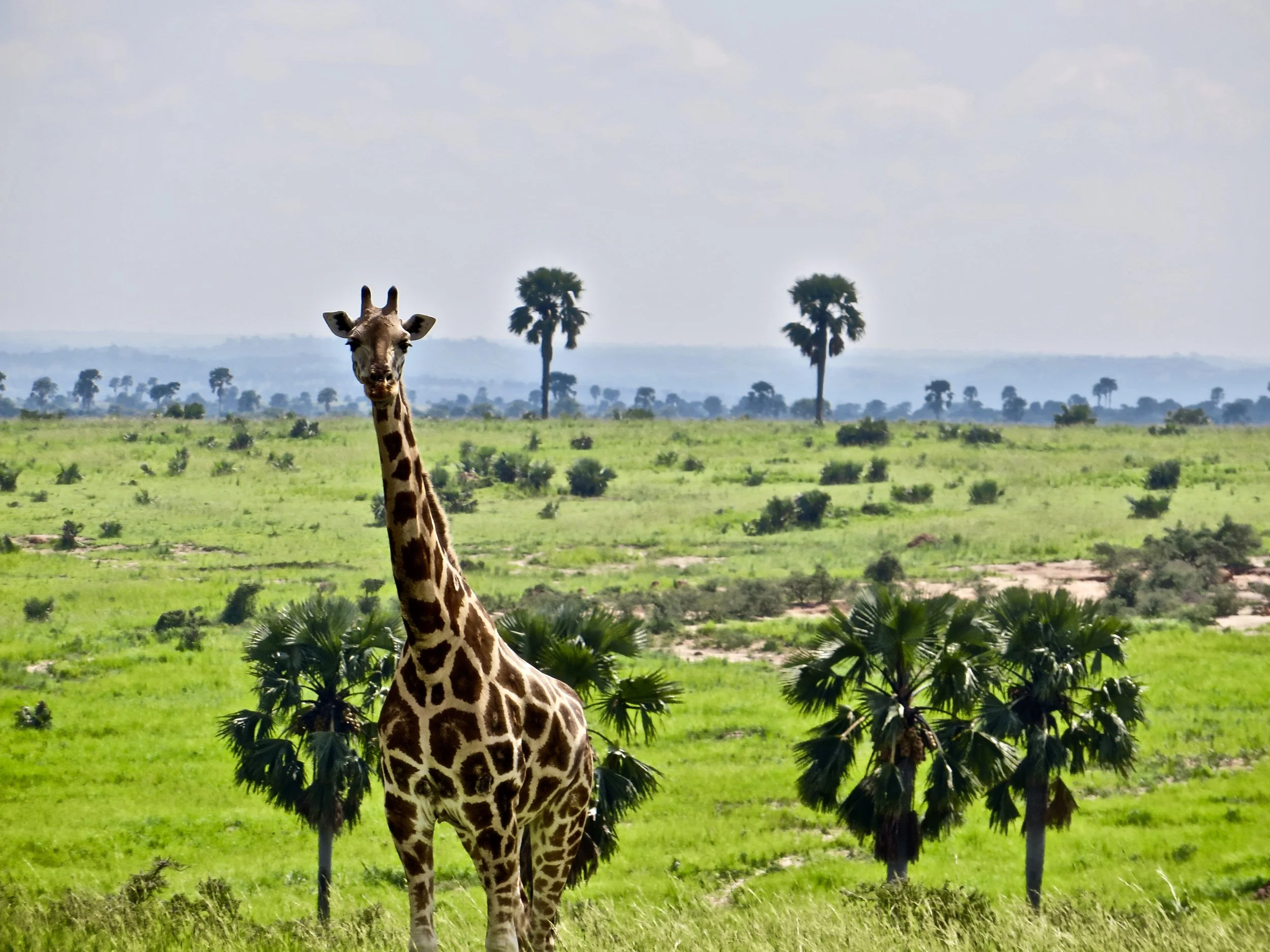 The Ultimate Uganda Travel Guide (2026)