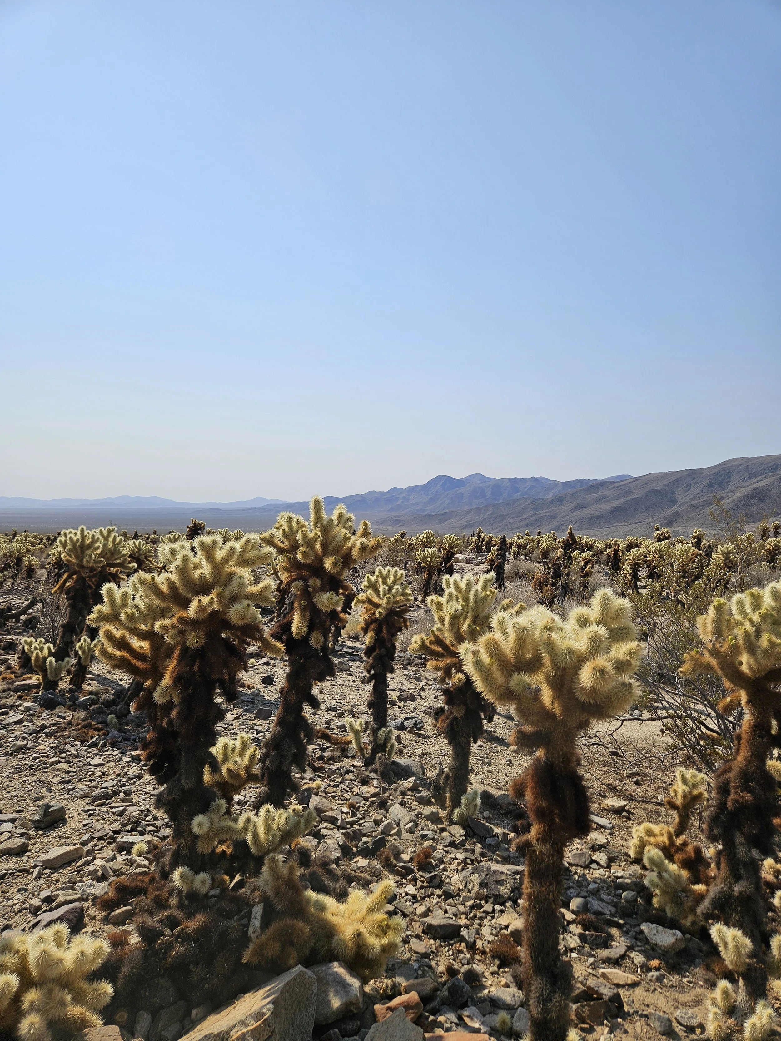 Desert hiking trail surrounded by Joshua trees and rock formations