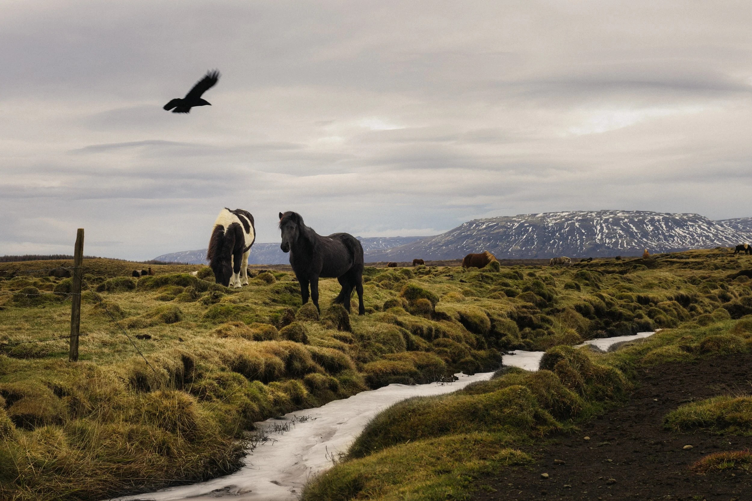 Campervan roadside stop to see Icelandic horses