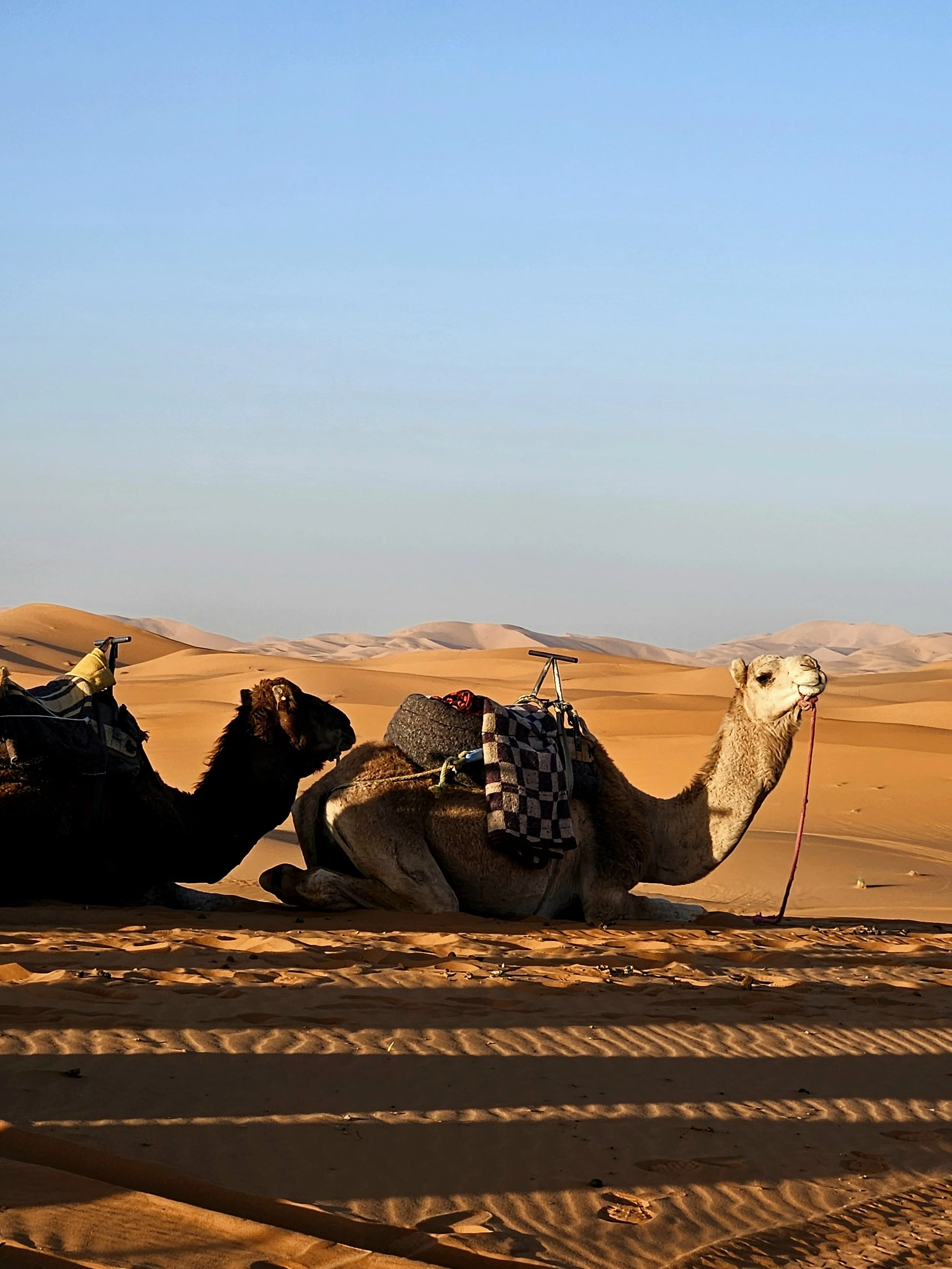 Camels resting in the sand dunes in the sahara desert