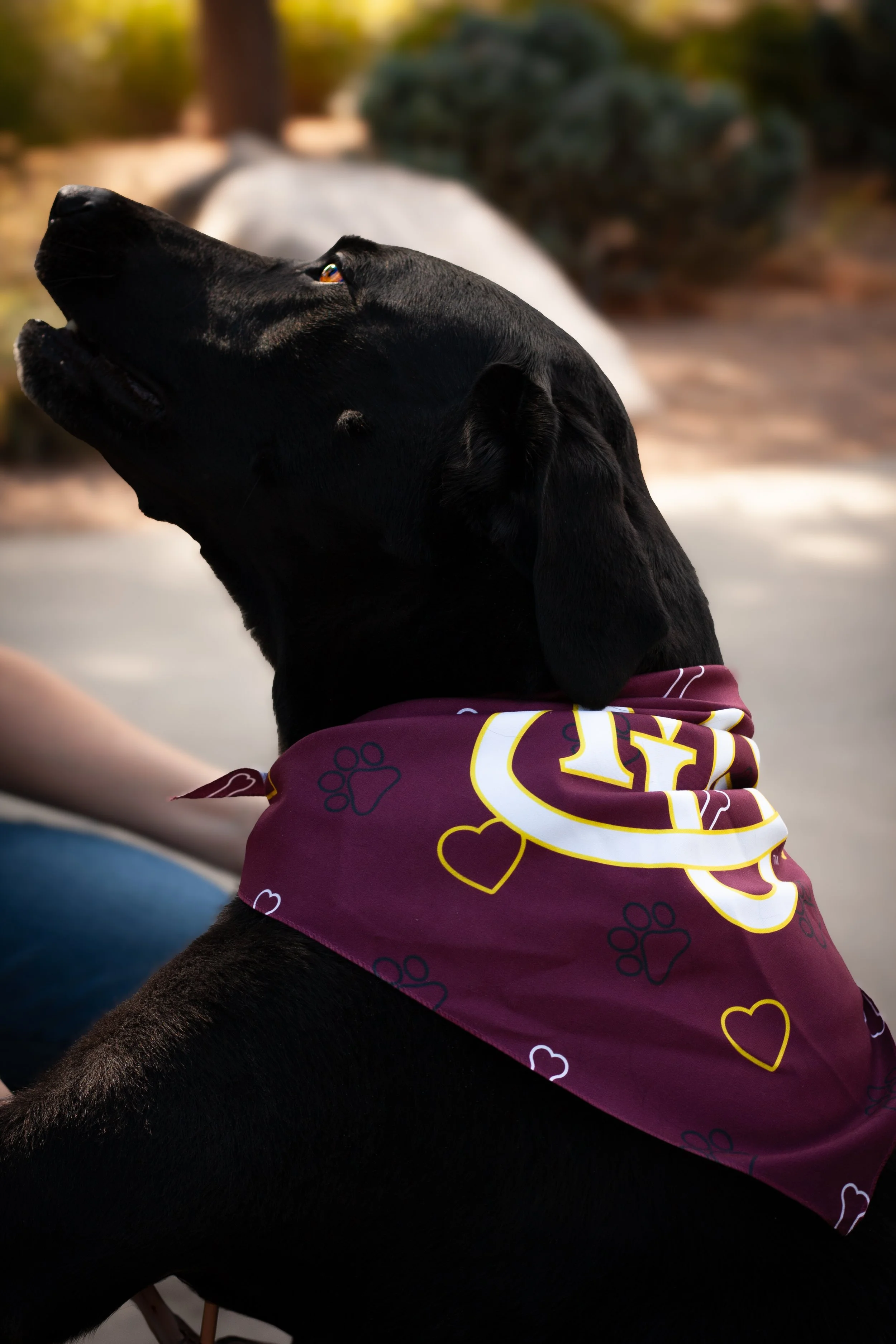 A black dog wearing a maroon bandana with yellow, white, and dark blue heart and paw print patterns, sitting outdoors with a blurred background of trees and sunlight.