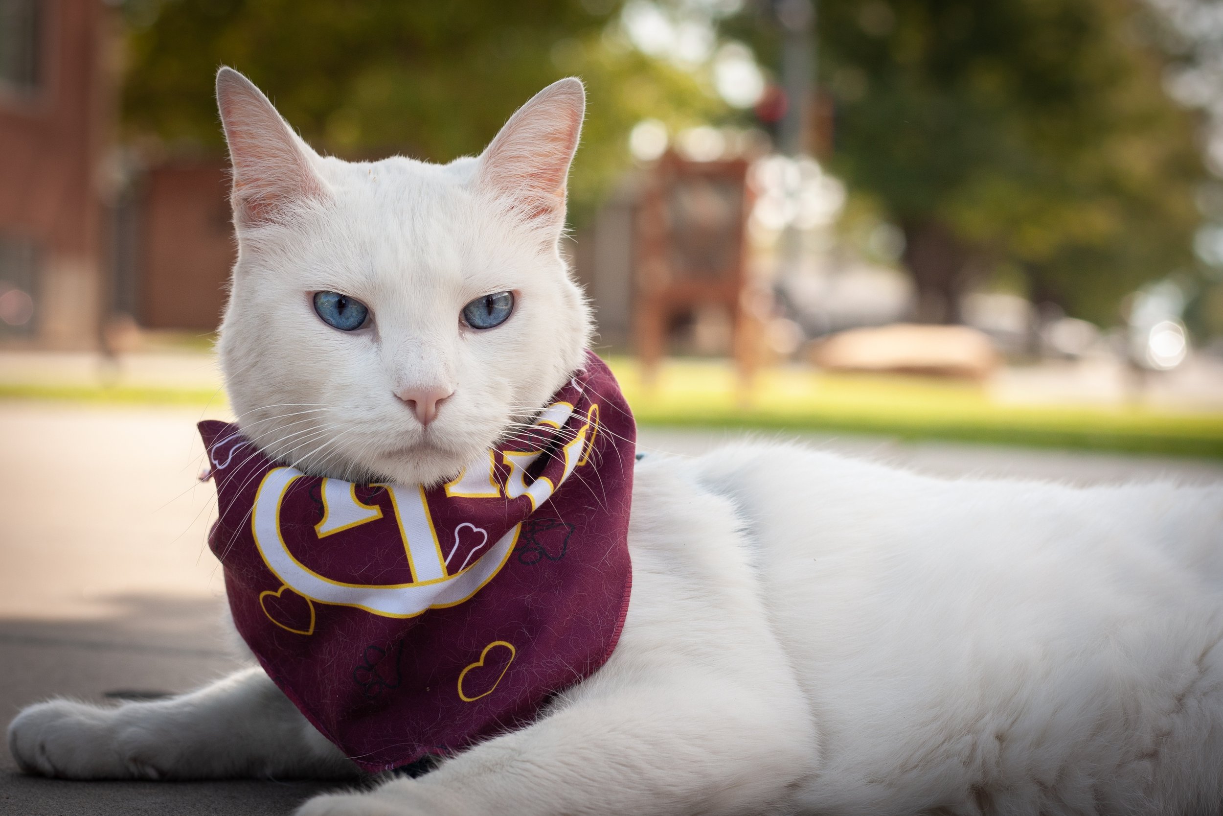 A white cat with blue eyes lying on the ground outdoors, wearing a purple bandana with yellow and white designs.