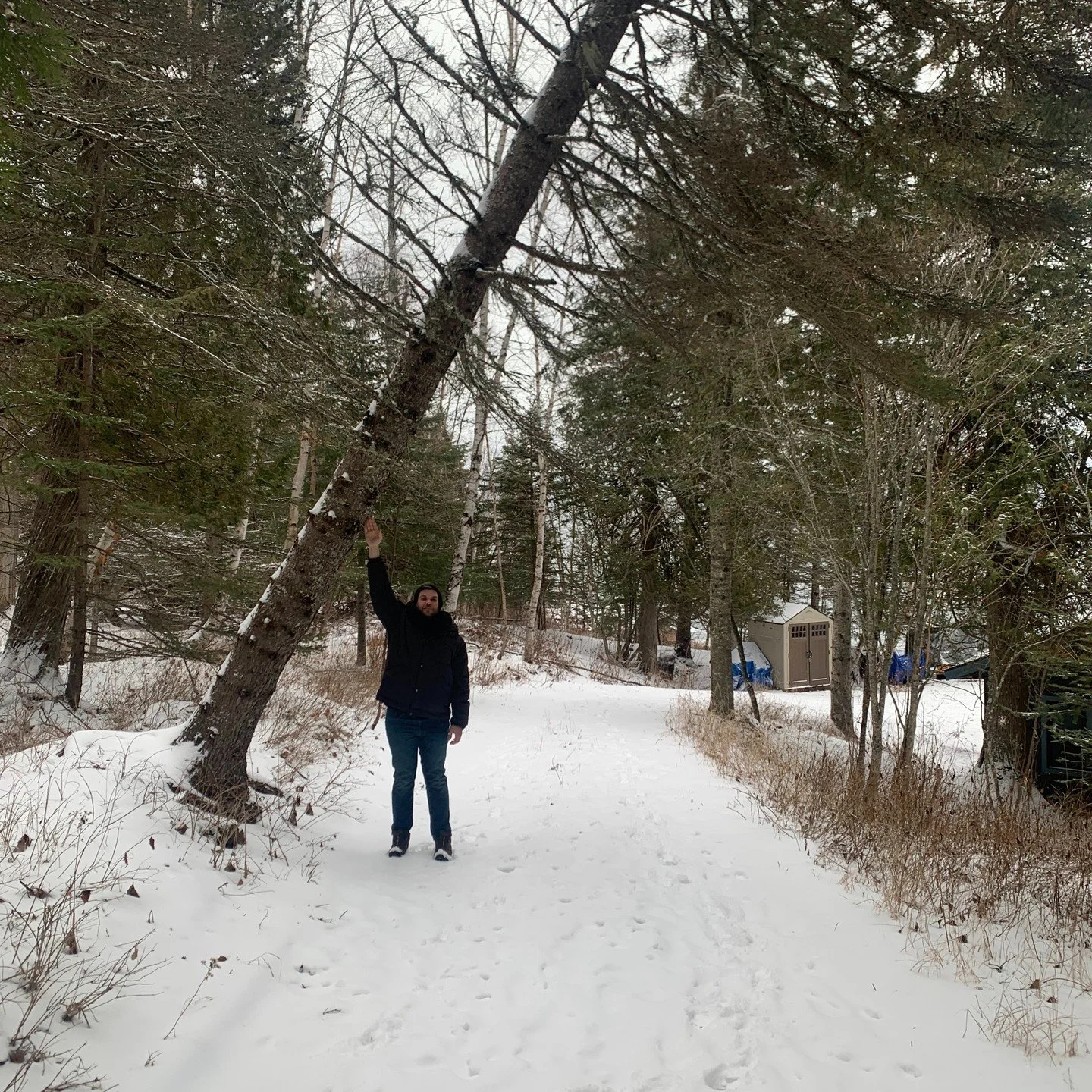 Unofficial home-base property maintenance.
.
This old White Spruce (Picea glauca) is one of the larger trees on the property. Unfortunately, its health has slowly been declining for the past couple years as a result of the Eastern Spruce Budworm (Cho