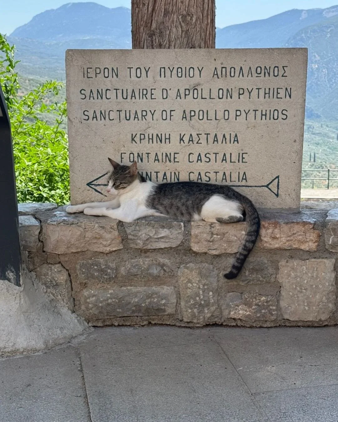 In Greece there's always someone to help you on your journey to the Oracle... This lovely friend kept tourists from getting lost by highlighting the signs for Apollo's sanctuary (she does, however, advise you ask your questions of the veeeery careful