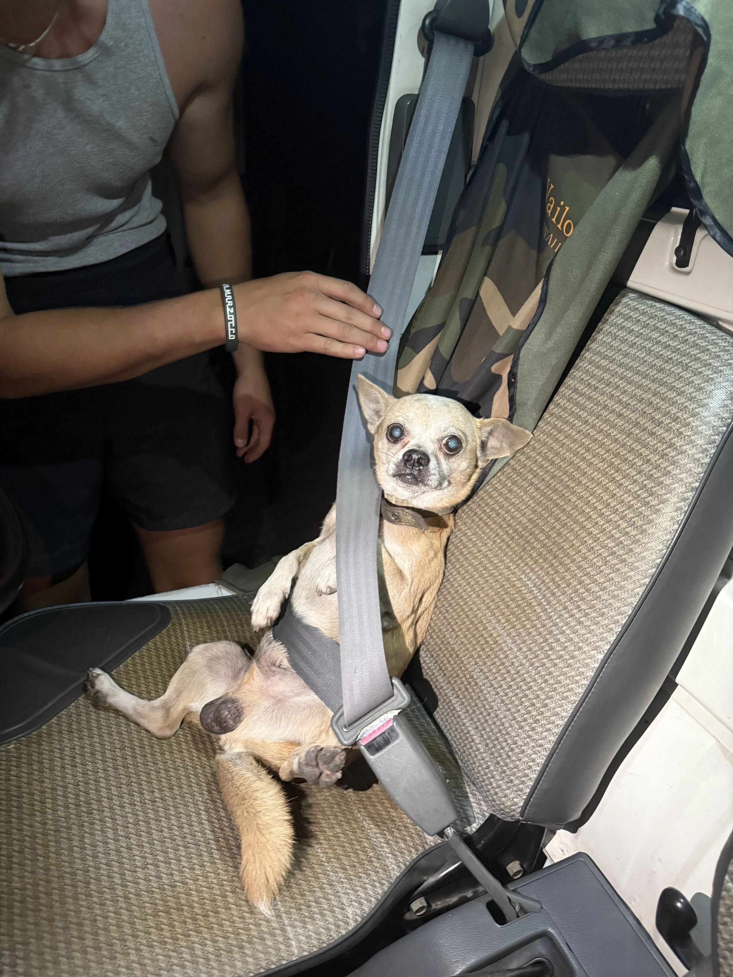 A small tan dog with a black collar sitting on an airplane seat with a seatbelt, looking up at the camera with wide eyes. A person in a gray tank top is touching the dog's head, and a backpack is hanging on the airplane seat.