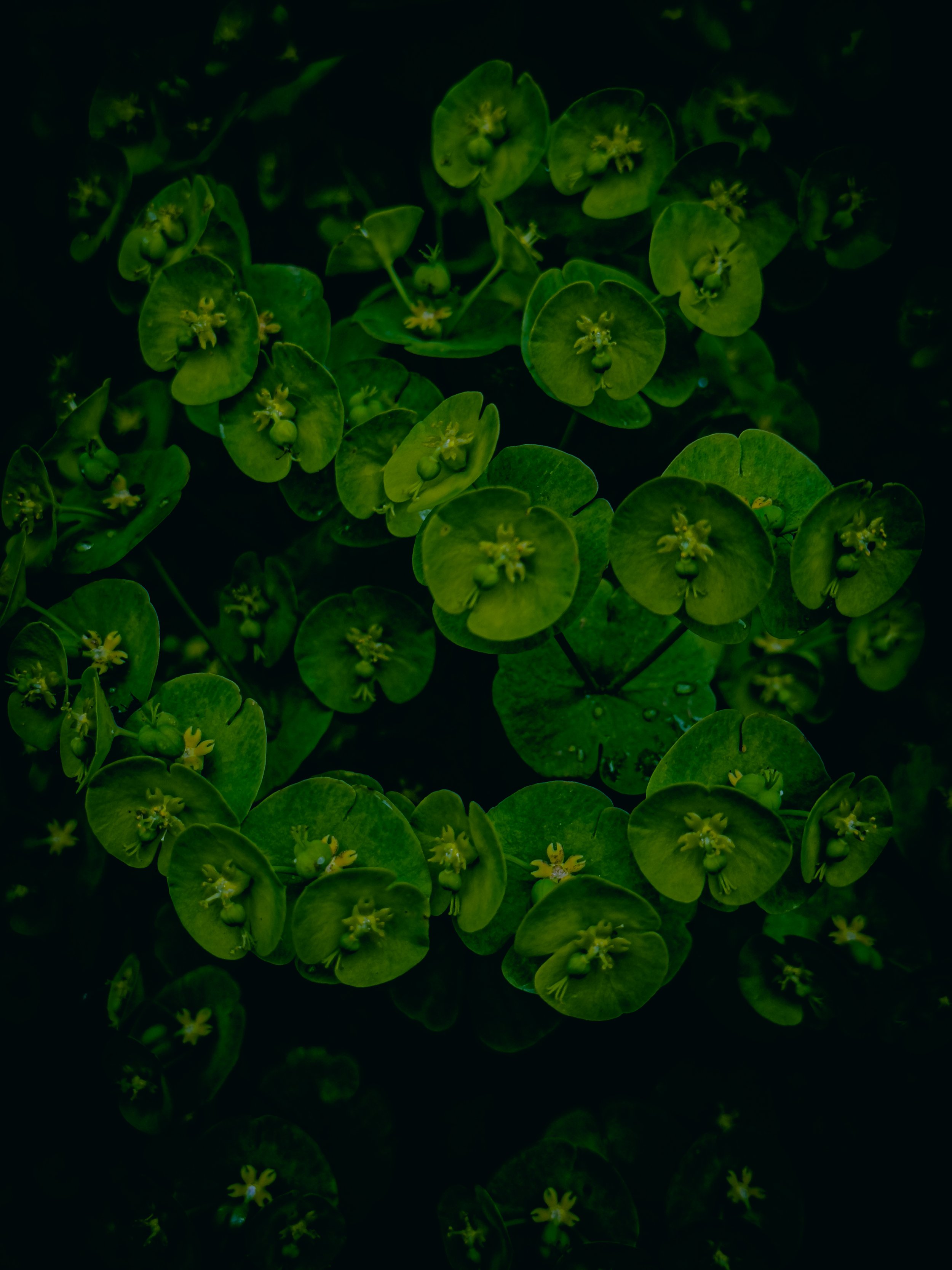 IMG_1012.jpeg