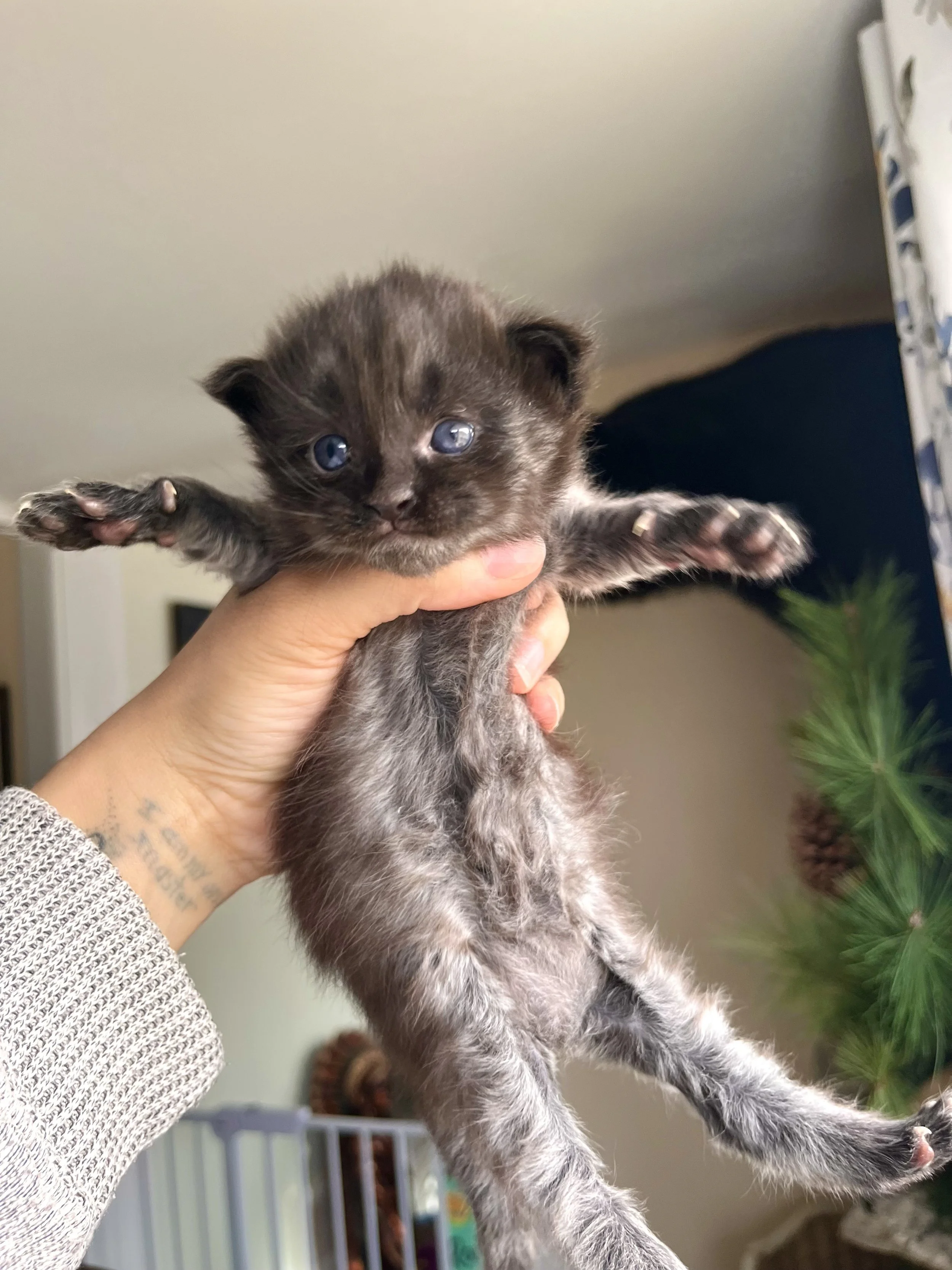 black smoke maine coon kitten