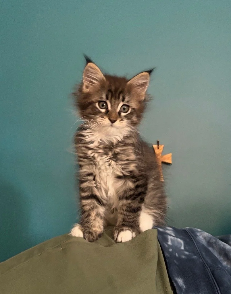 black silver kitten maine coon