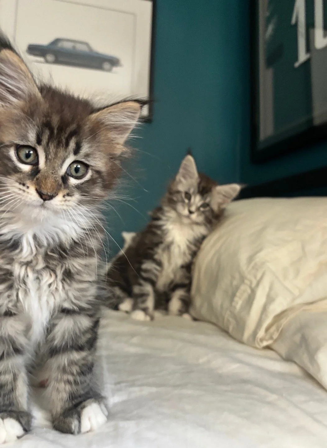 black silver maine coon kittens