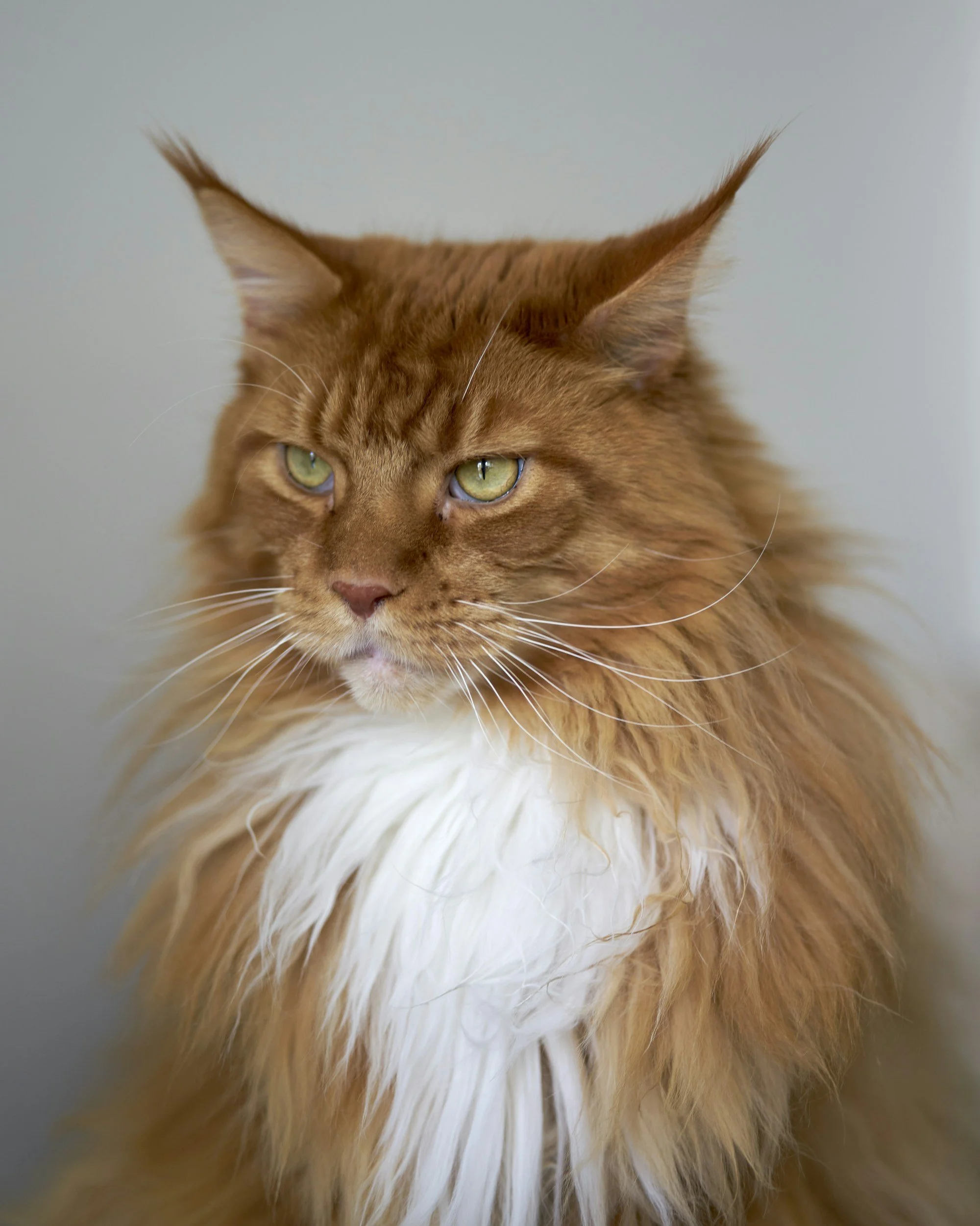 Red With White Maine Coon