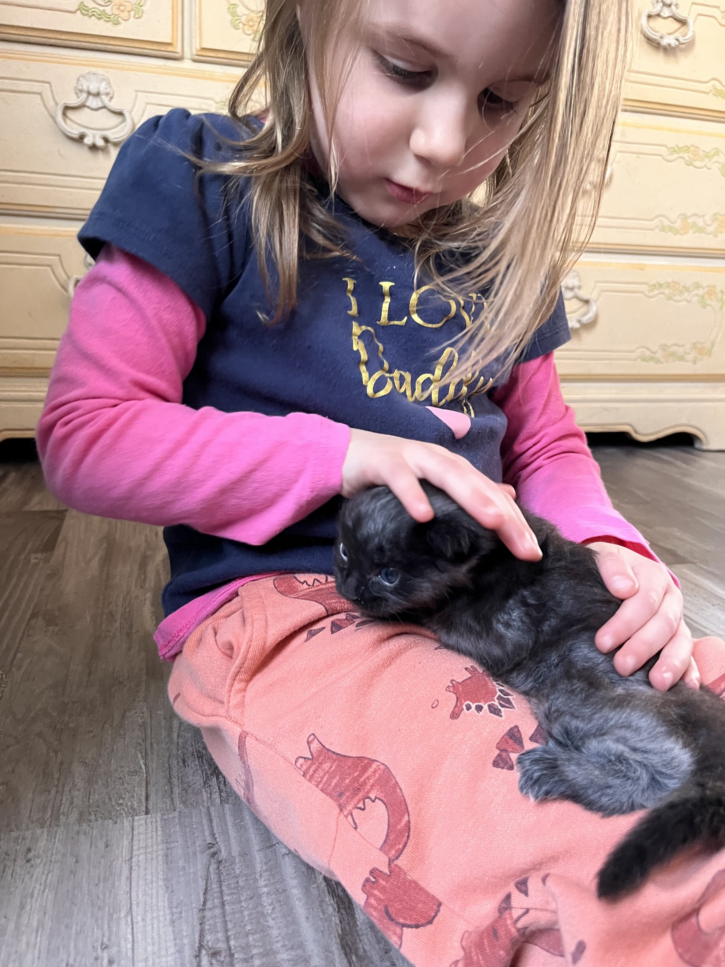 child with maine coon kitten