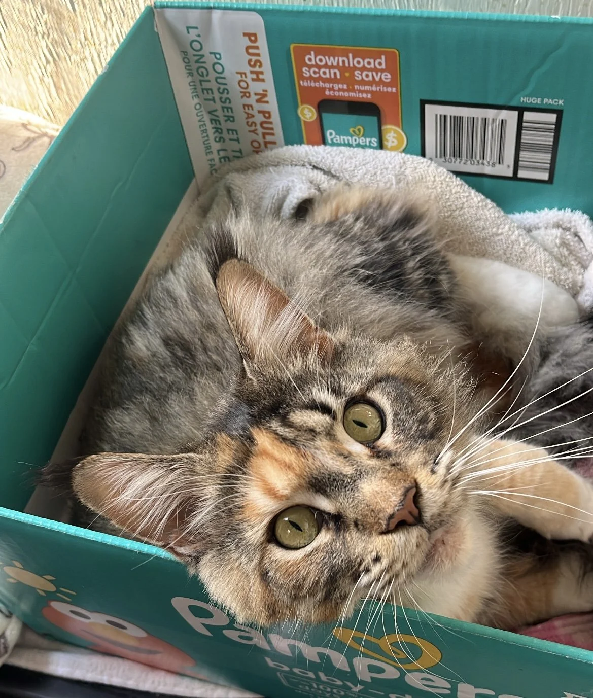 black torbie maine coon