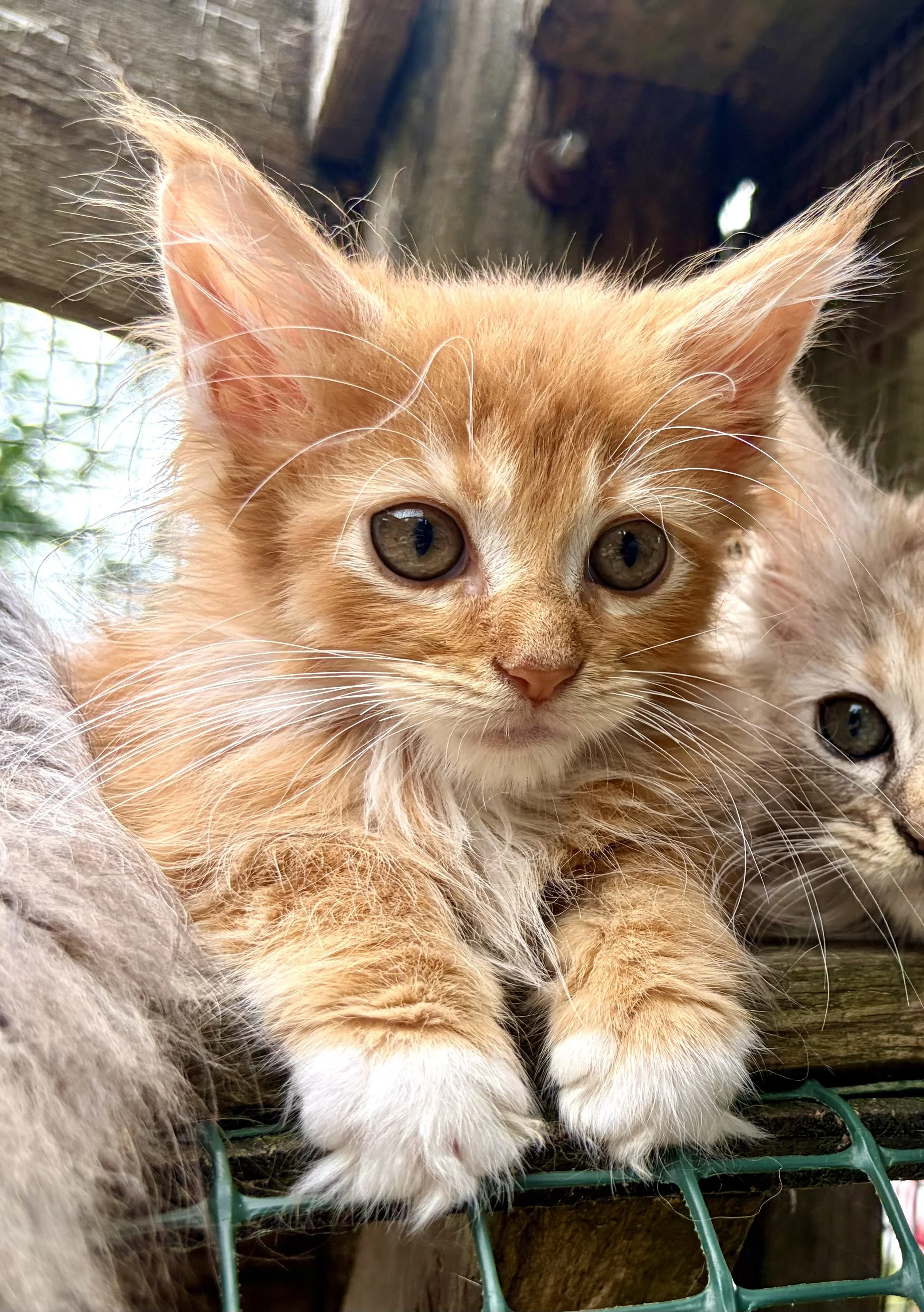 orange male maine coon kitten