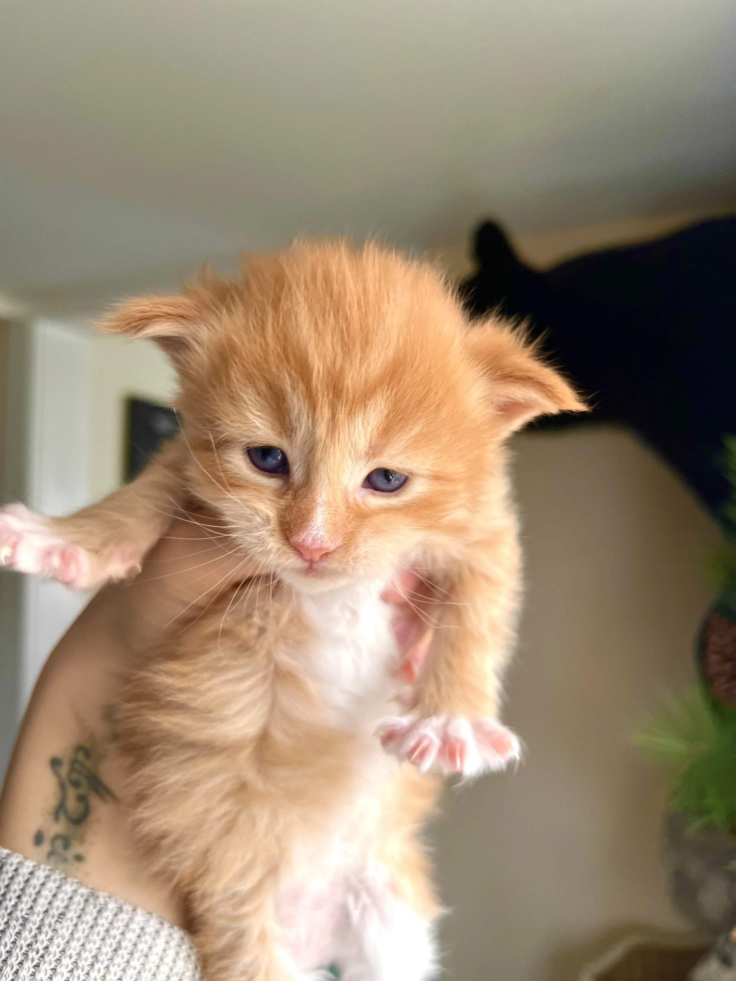 orange with white maine coon kitten