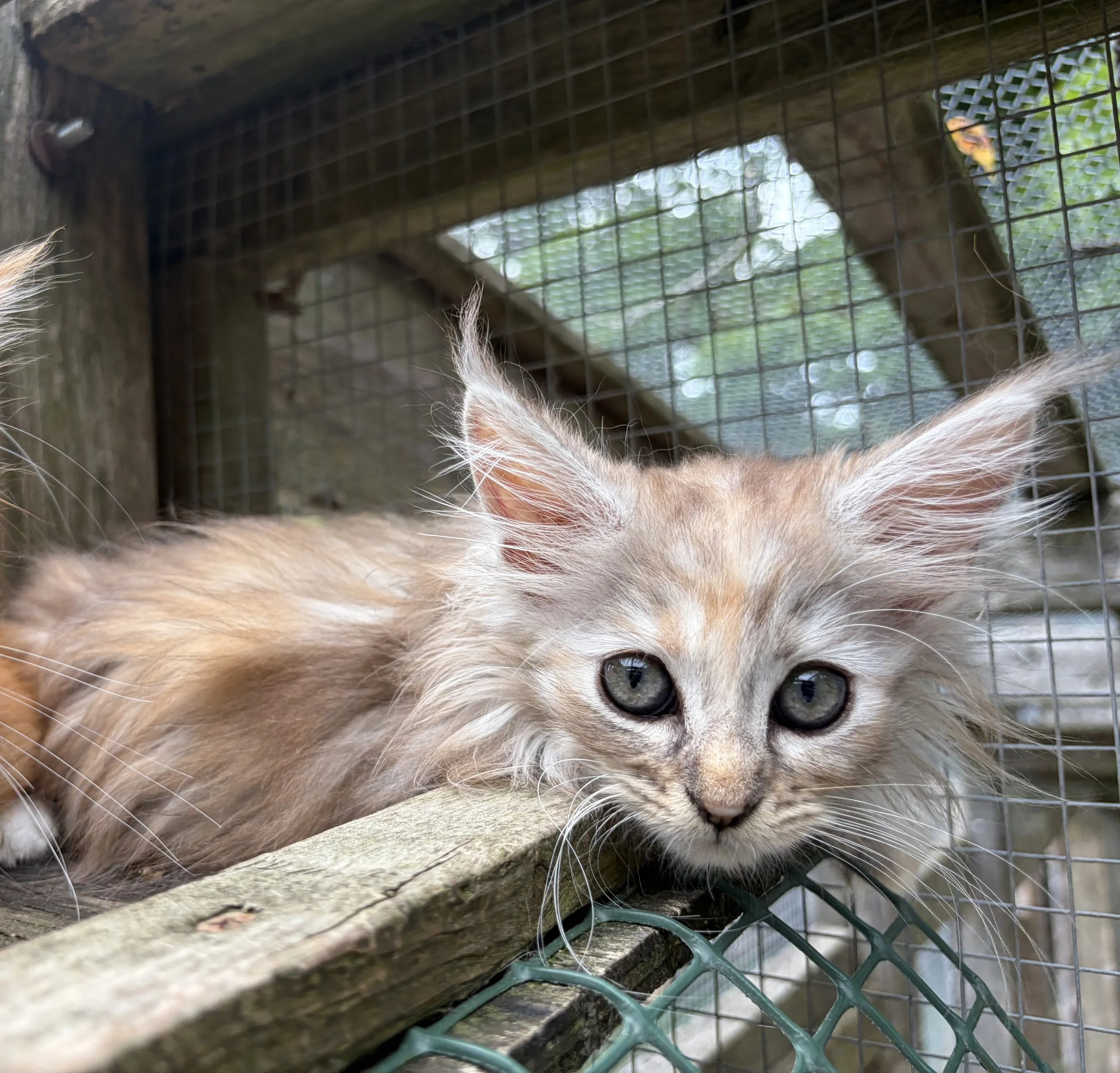maine coon polydactyl kitten
