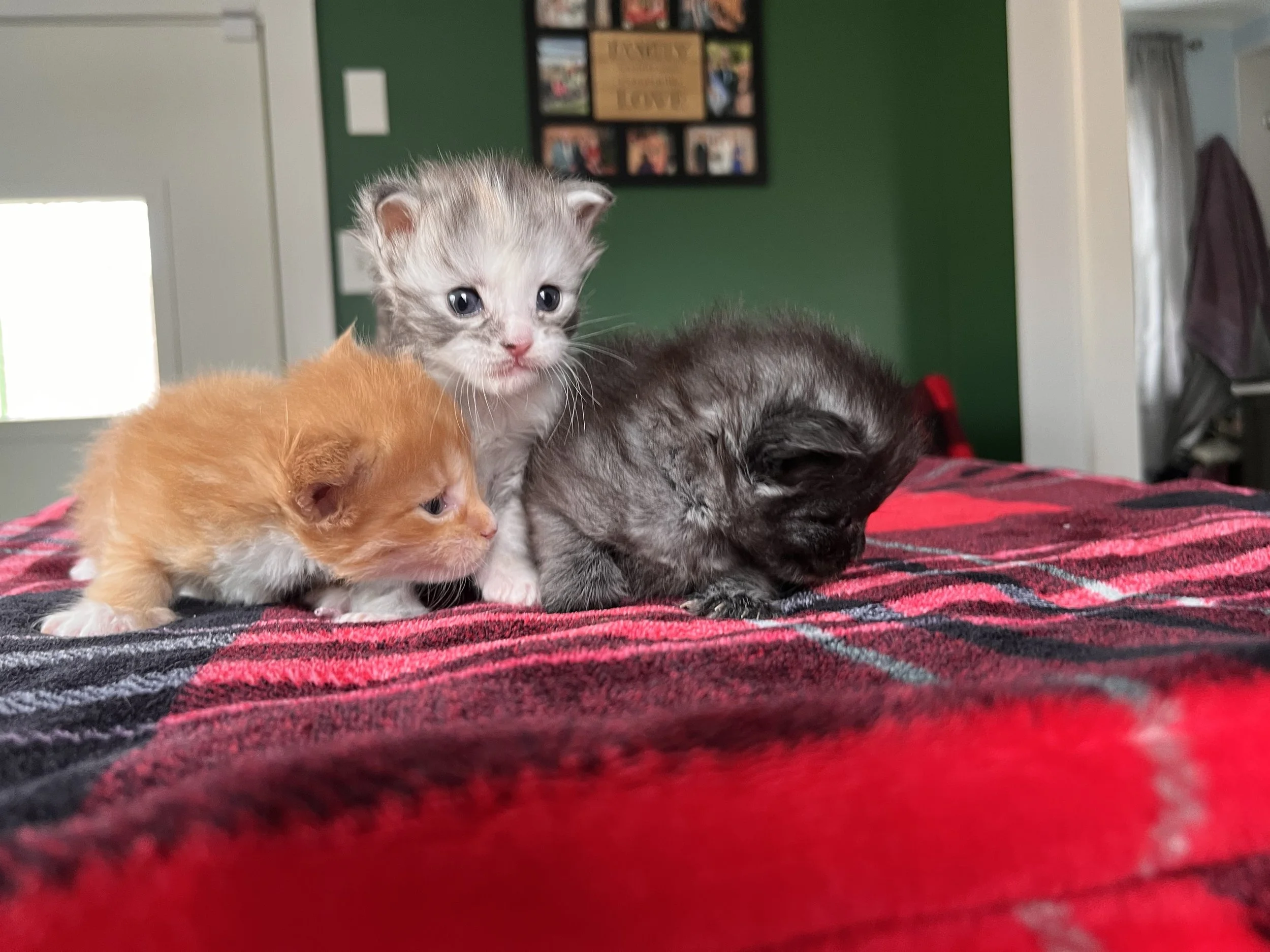 litter of maine coon kittens