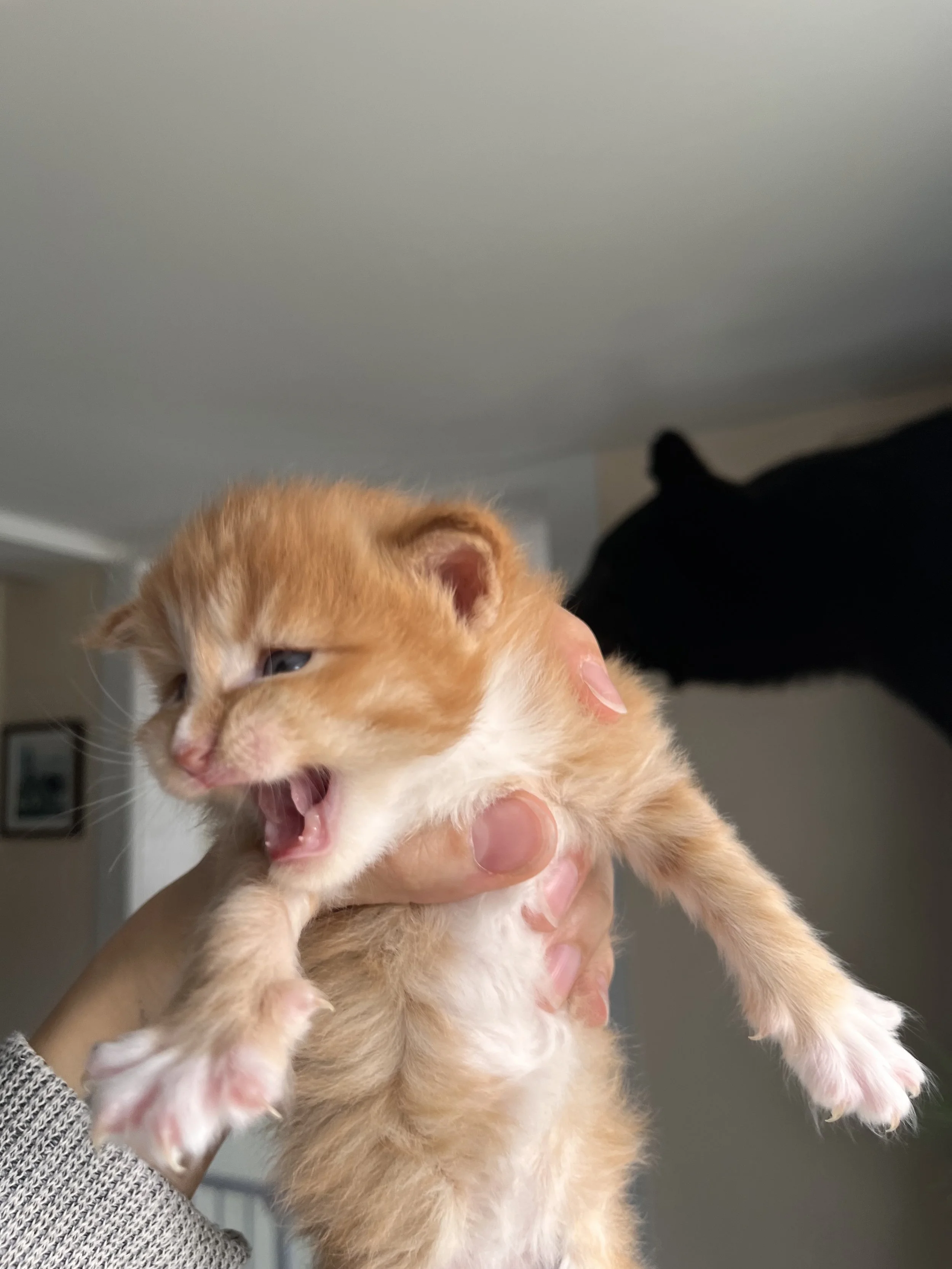 orange maine coon kitten
