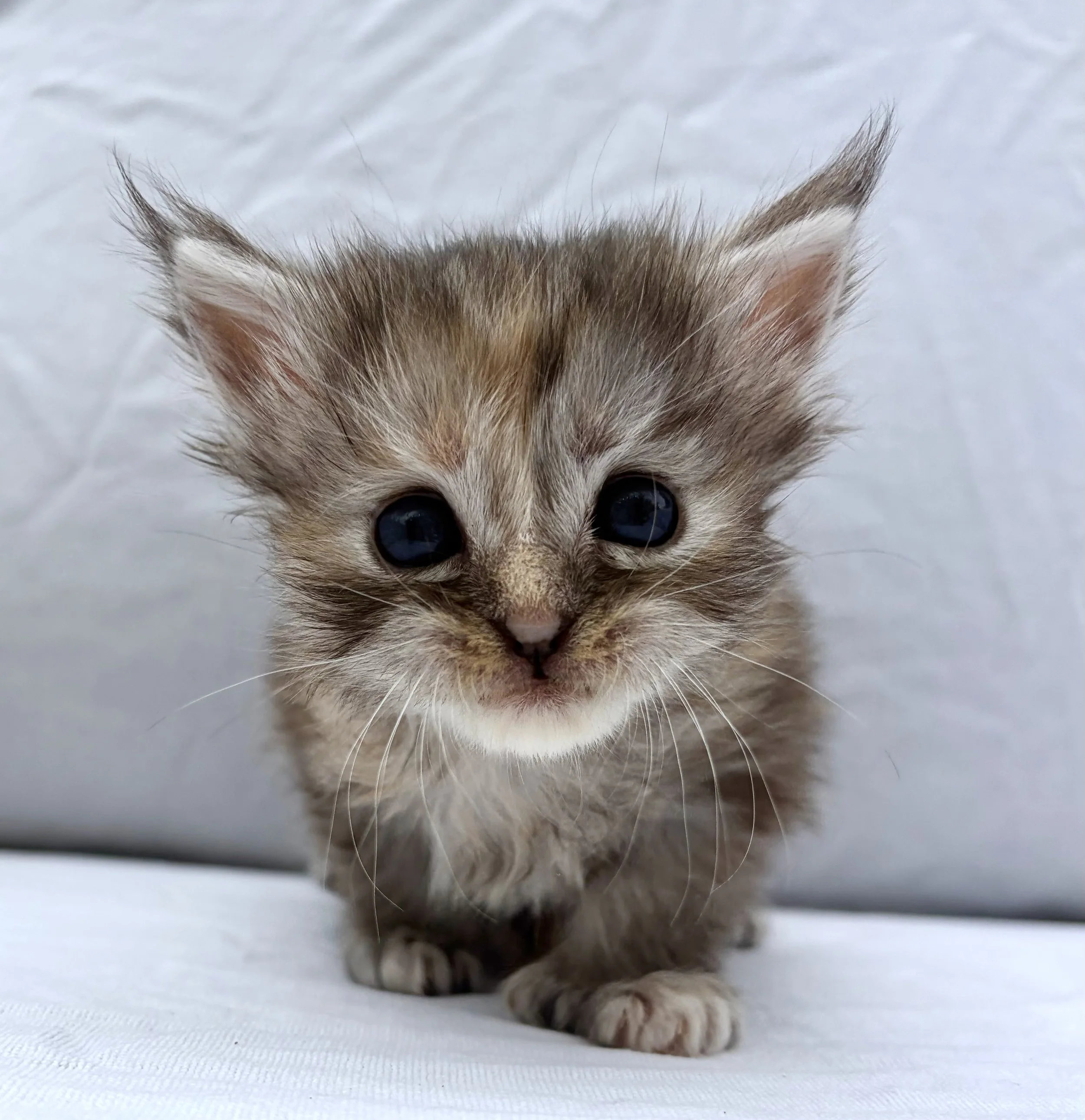 Bonnie Polydactyl Maine Coon Kitten