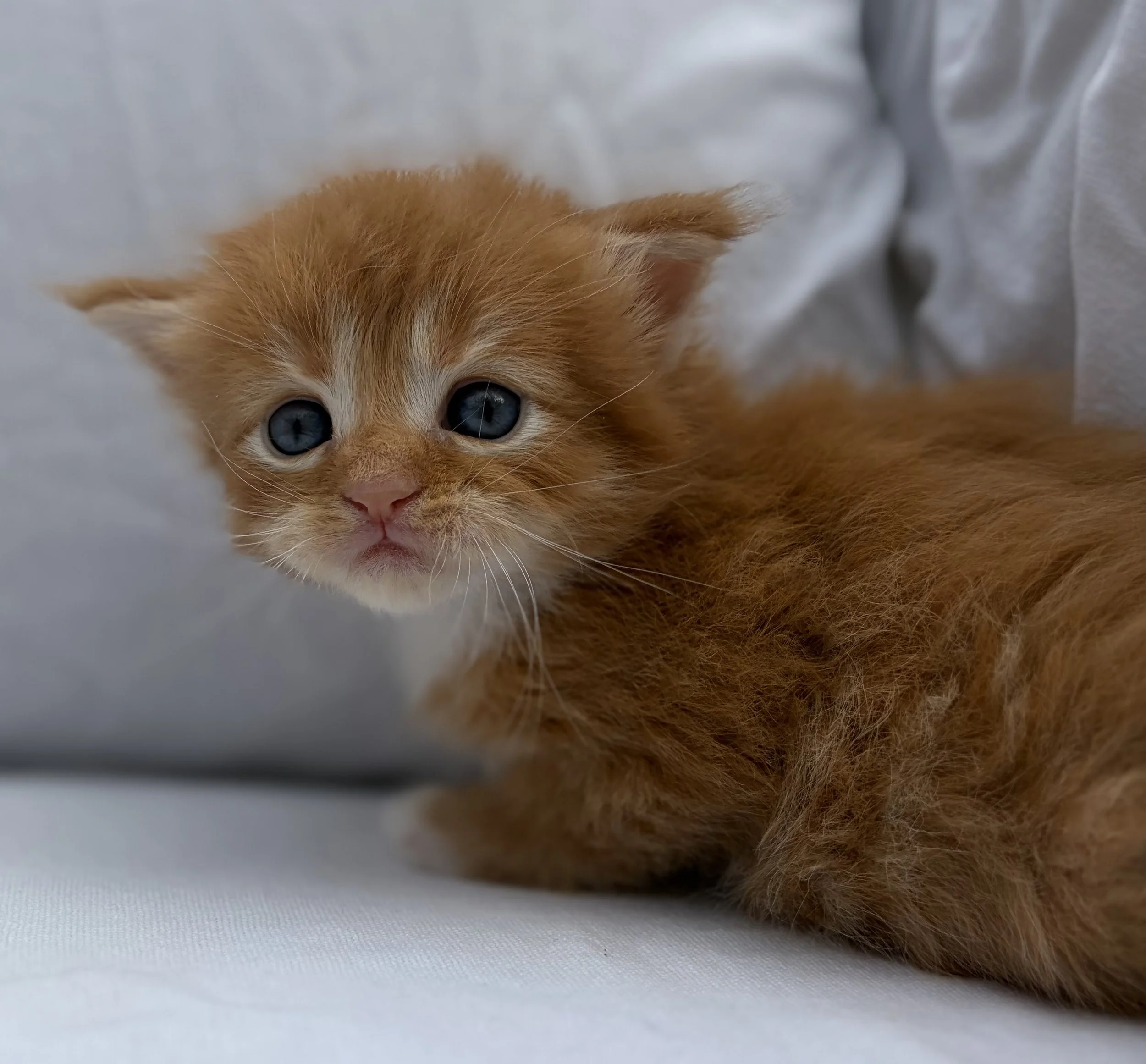 ginger maine coon kitten