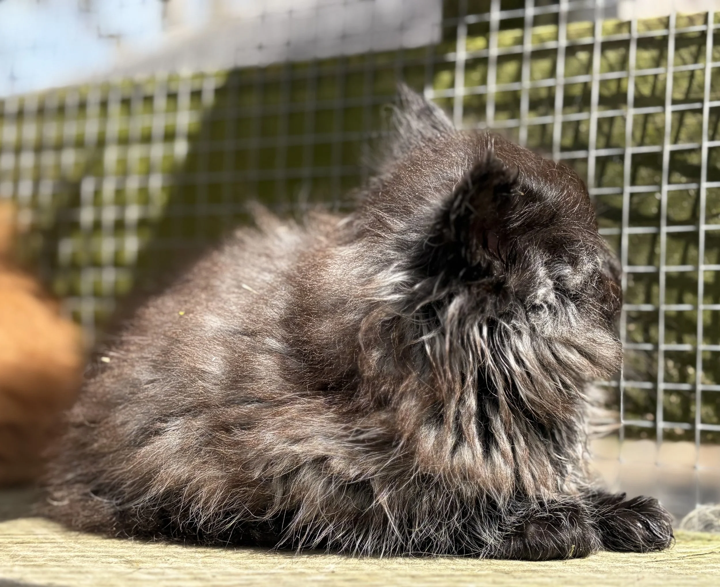 maine coon black smoke fur