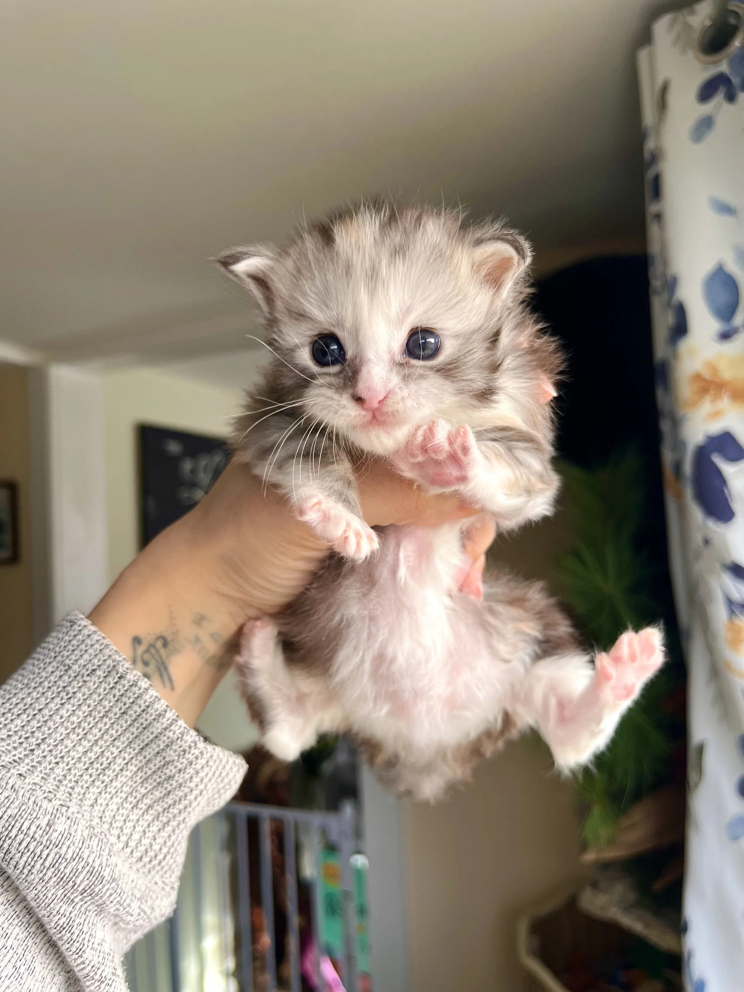silver tortie maine coon kitten