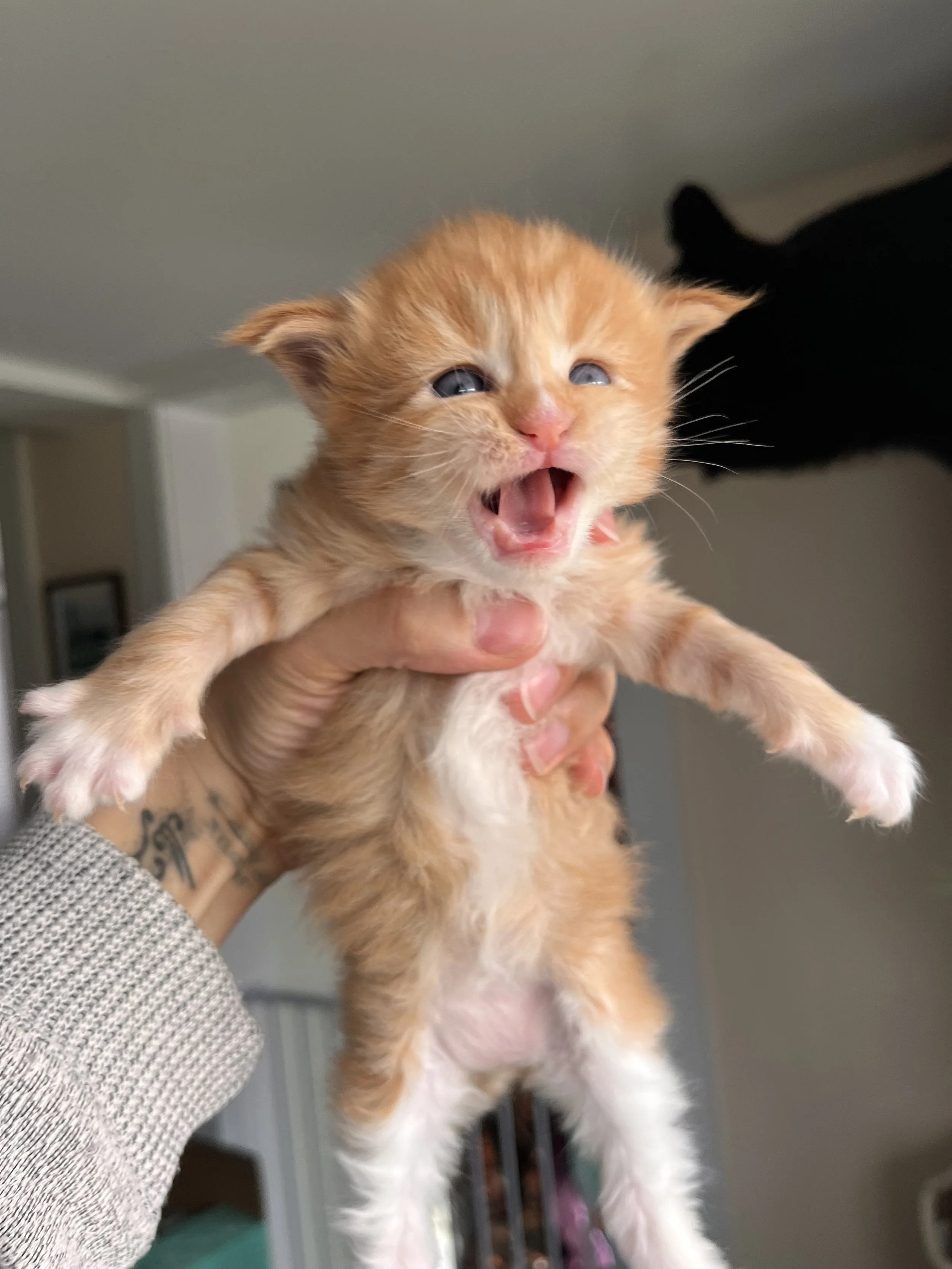 orange and white maine coon kitten