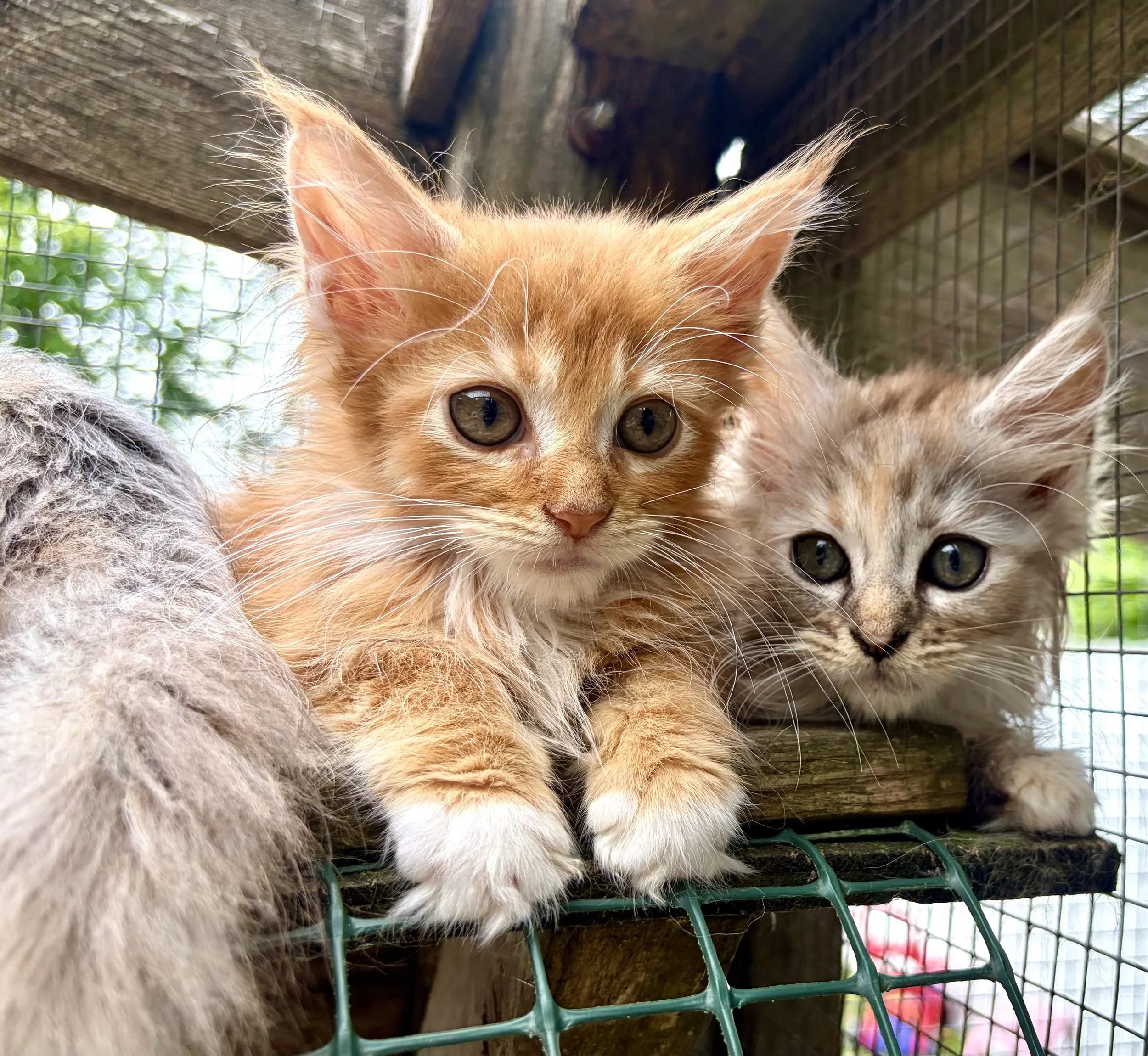 orange and white maine coon kitten