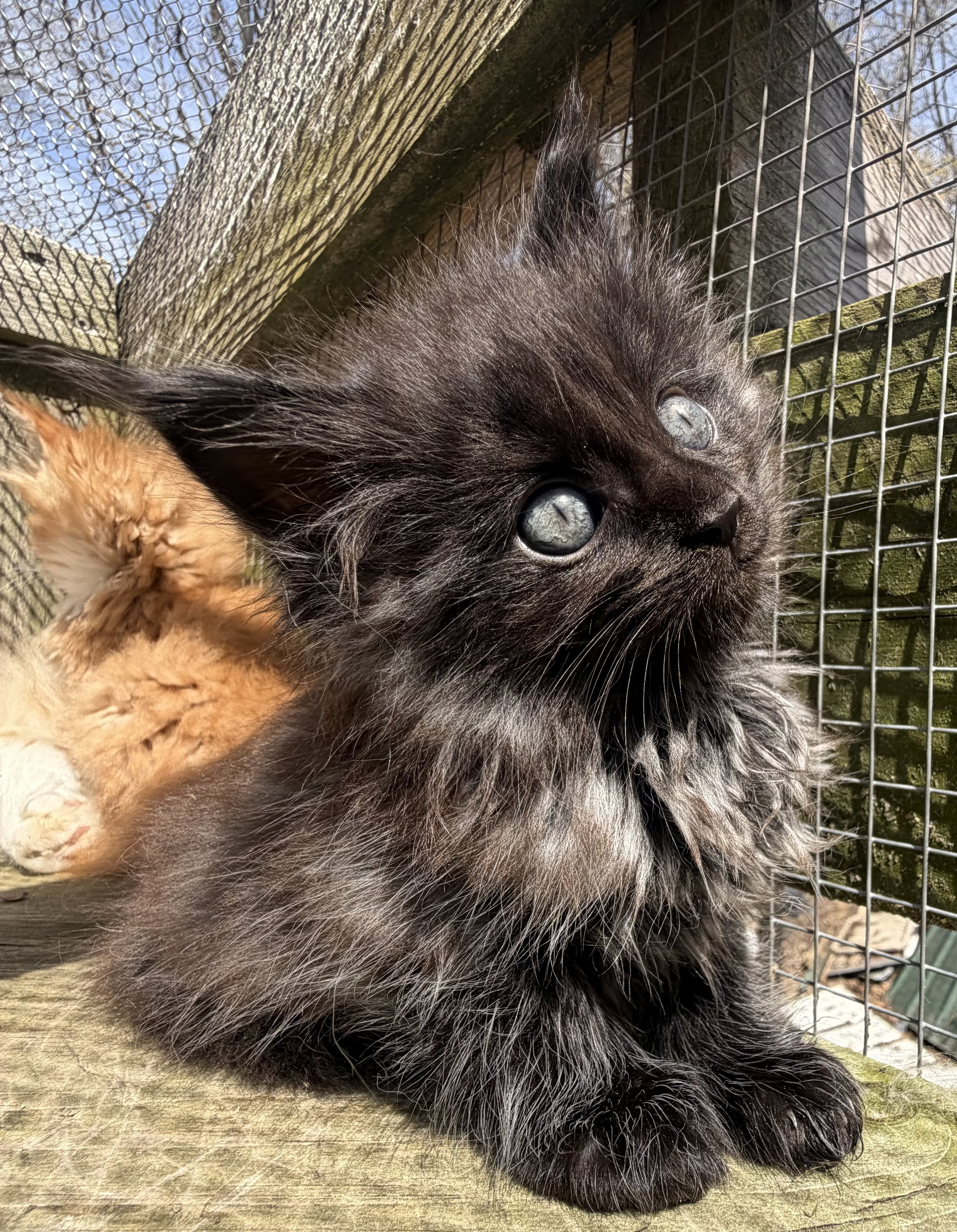 black smoke maine coon kitten