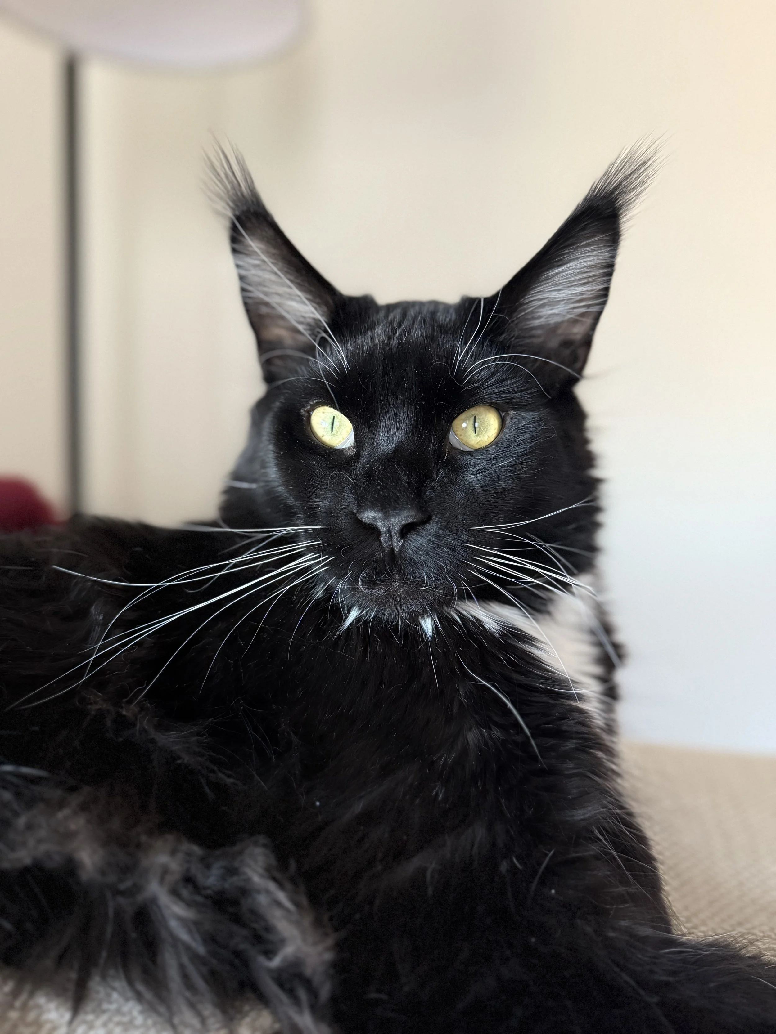 Black and white maine coon.jpg