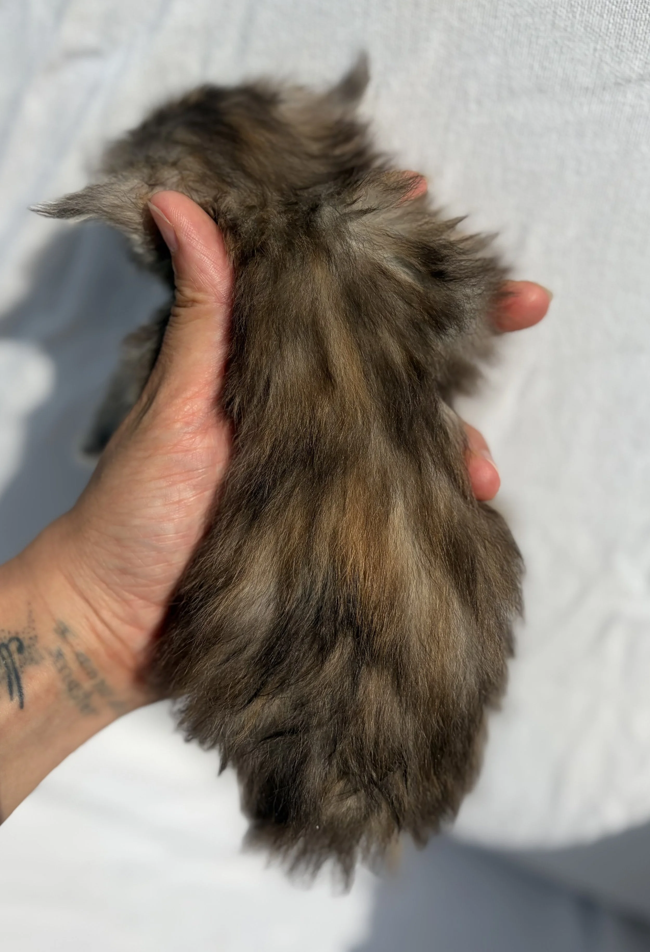 black silver tortoiseshell kitten