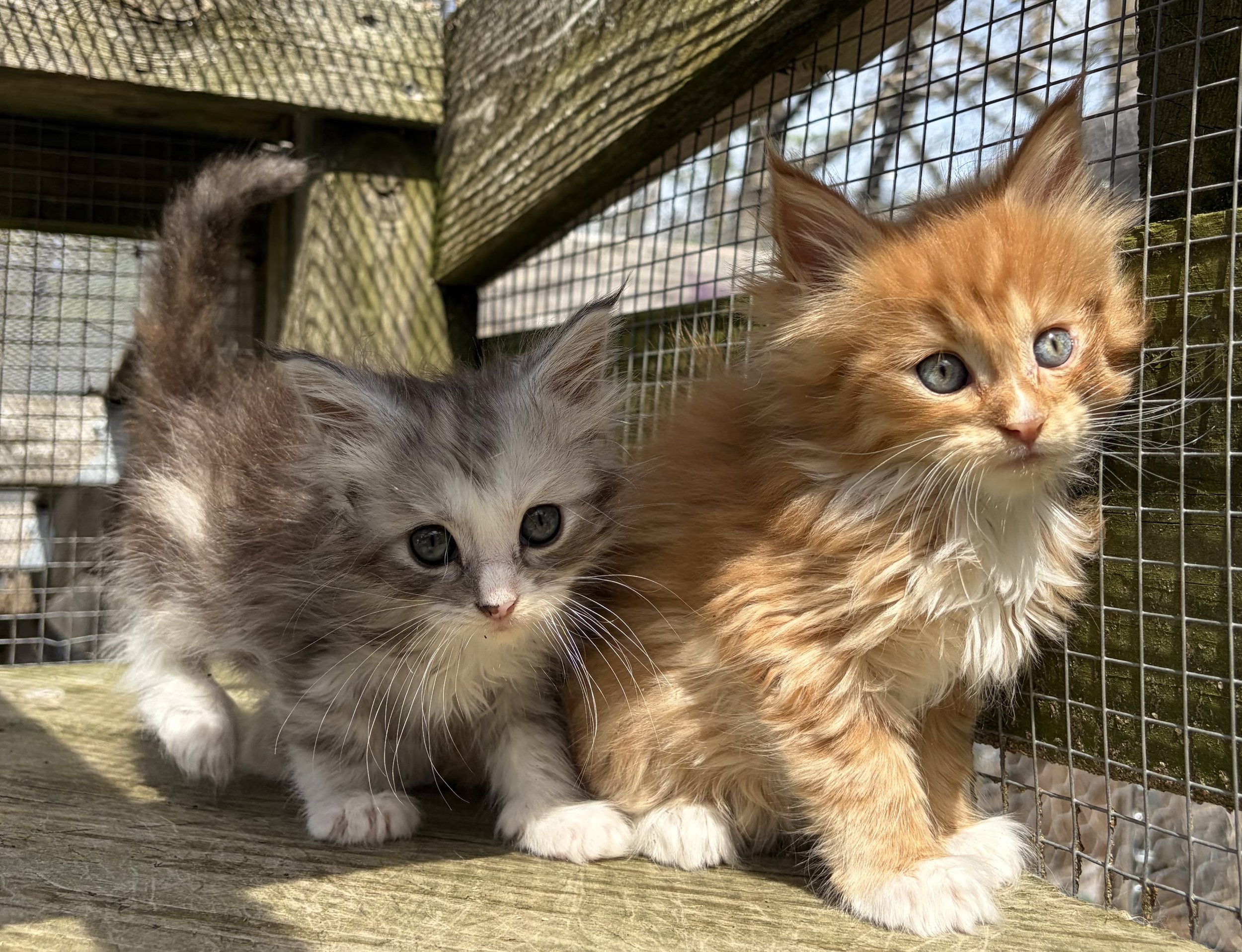 an orange and a gray maine coon kitten