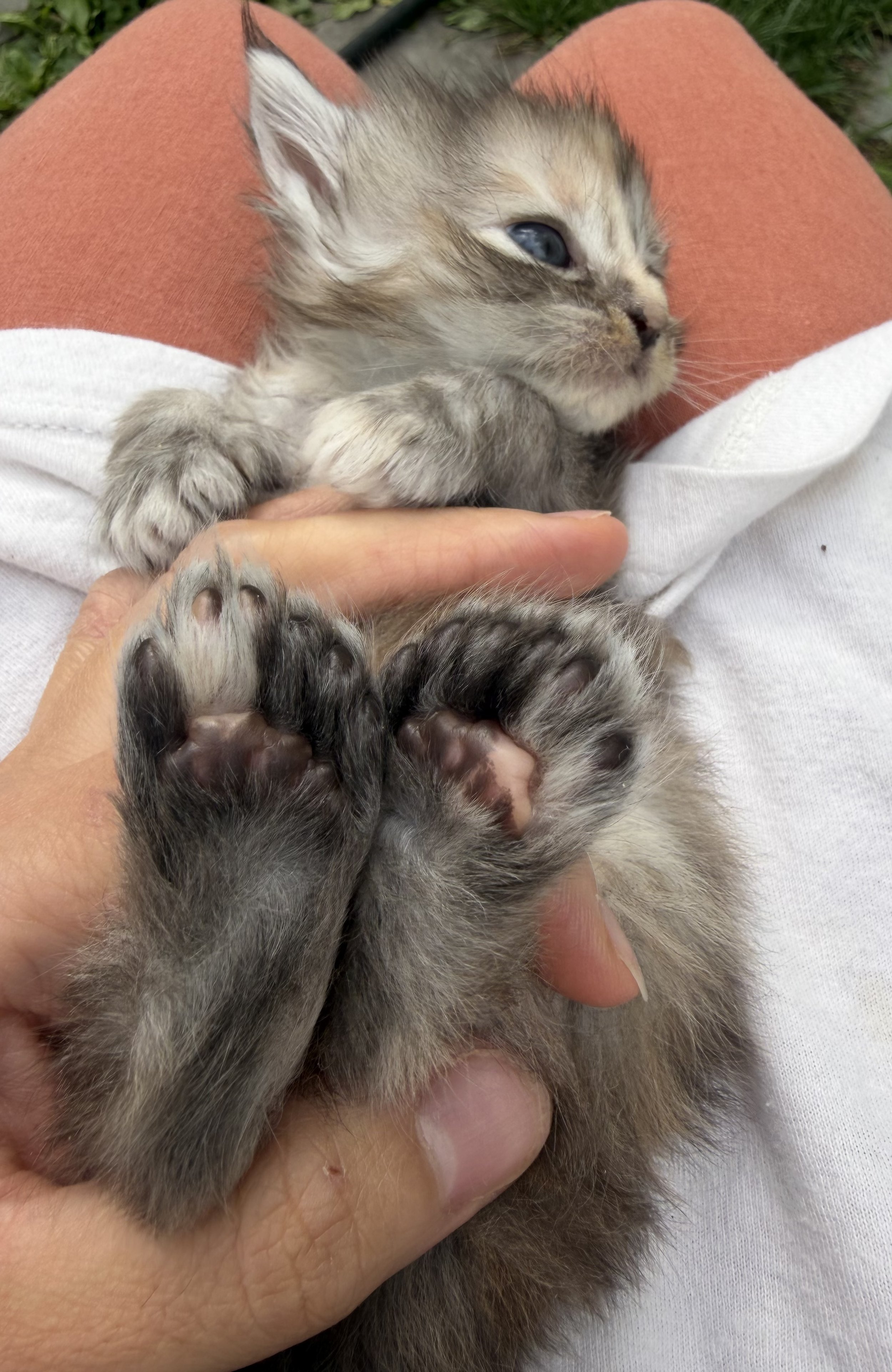 polydactyl maine coon kitten