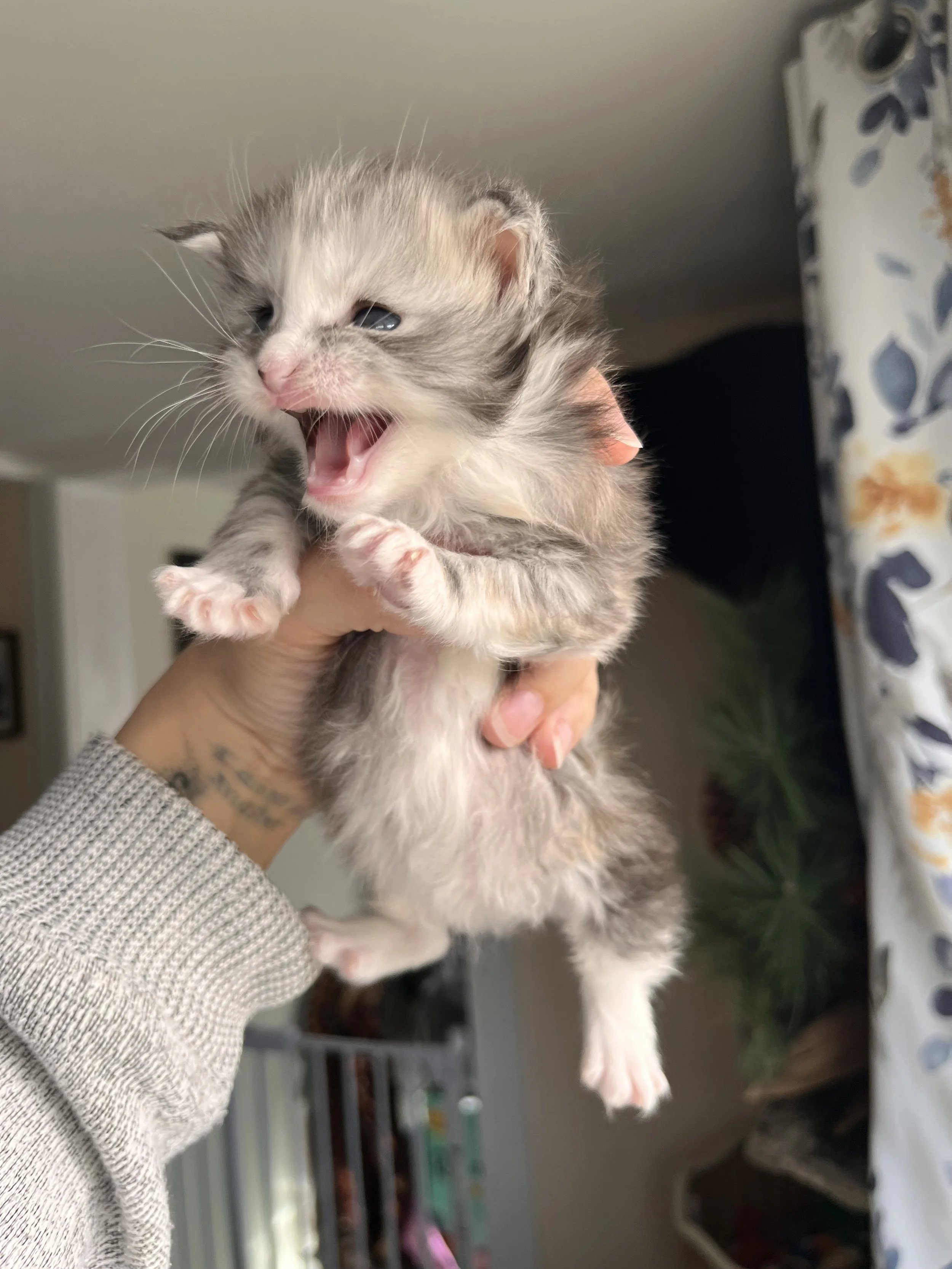 black silver maine coon kitten