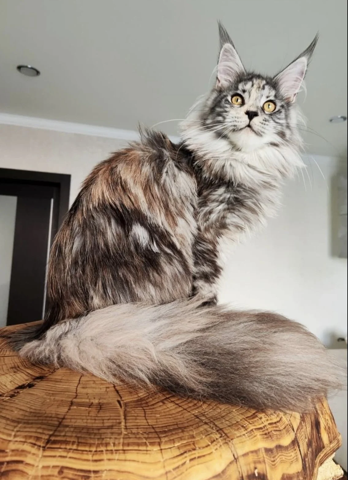 black silver female maine coon
