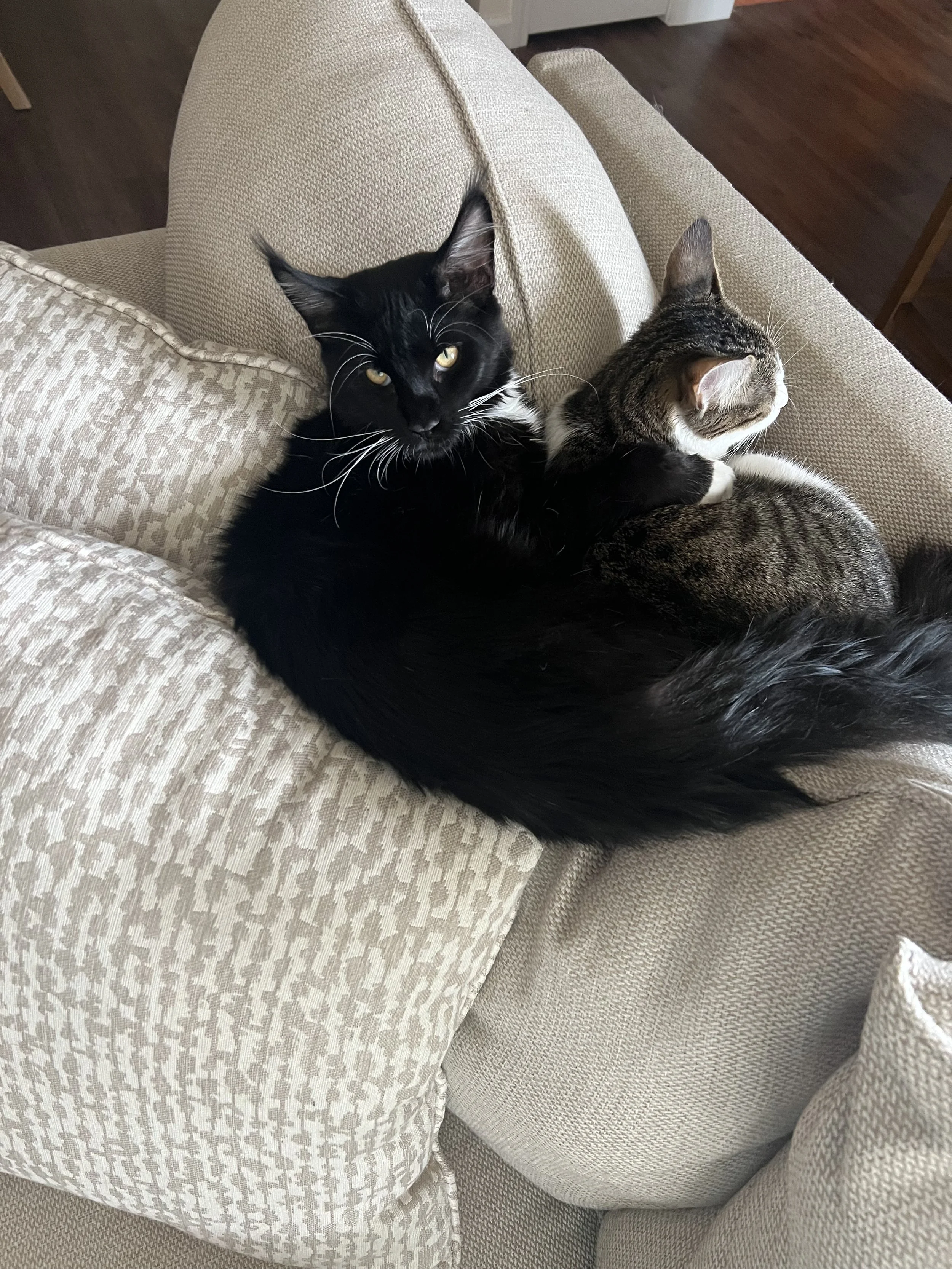 maine coon next to a normal cat