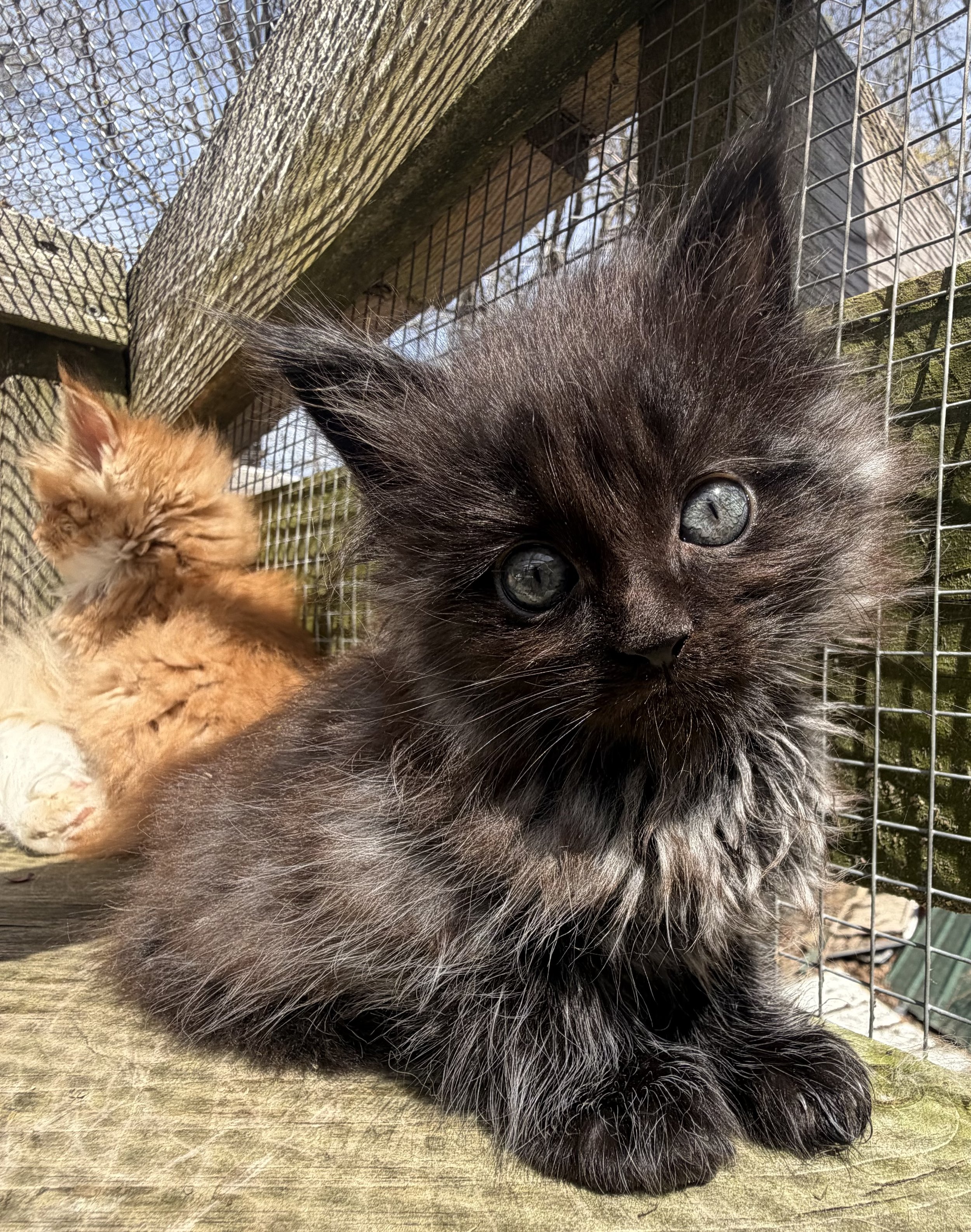 black smoke kitten