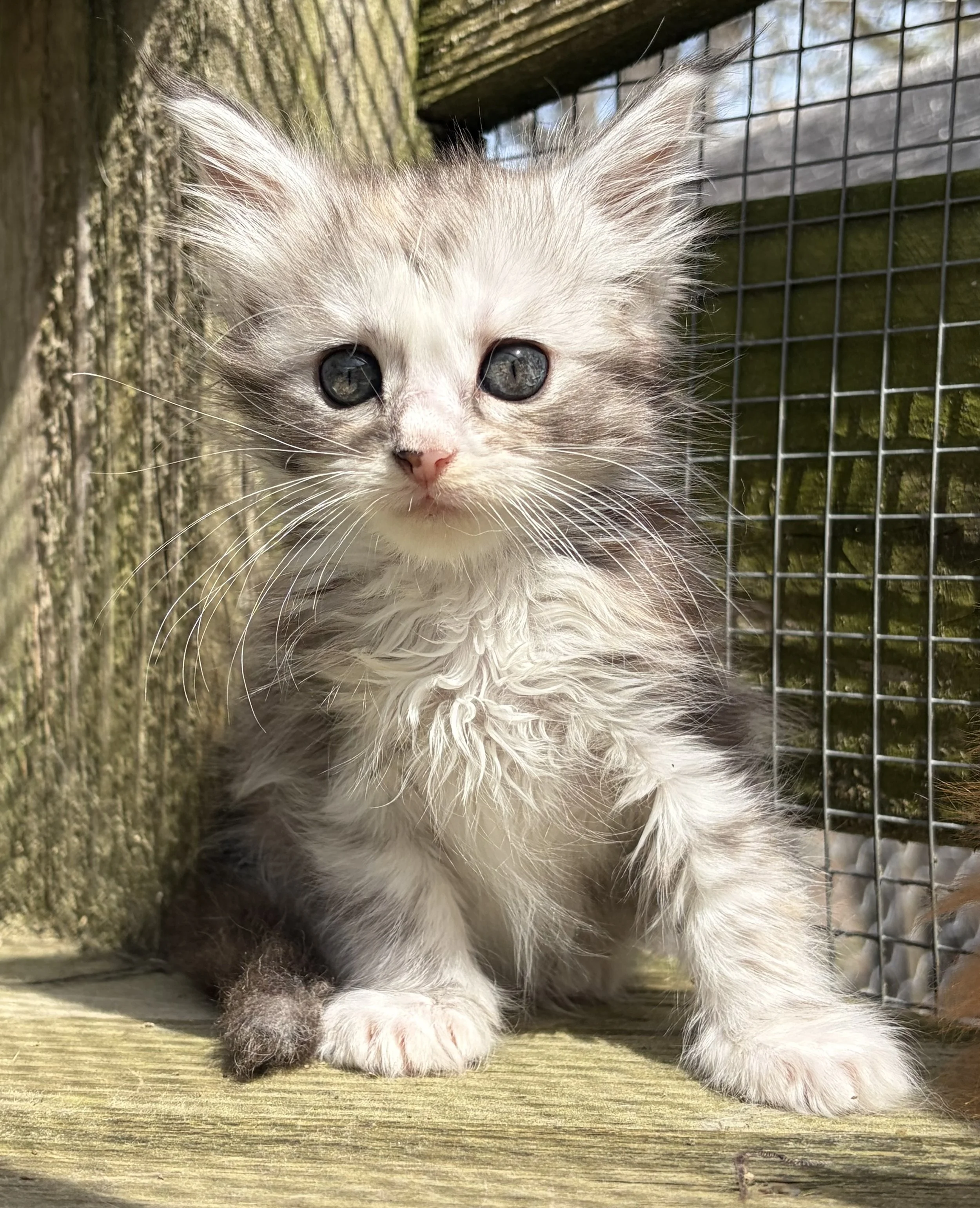 white and gray maine coon kitten