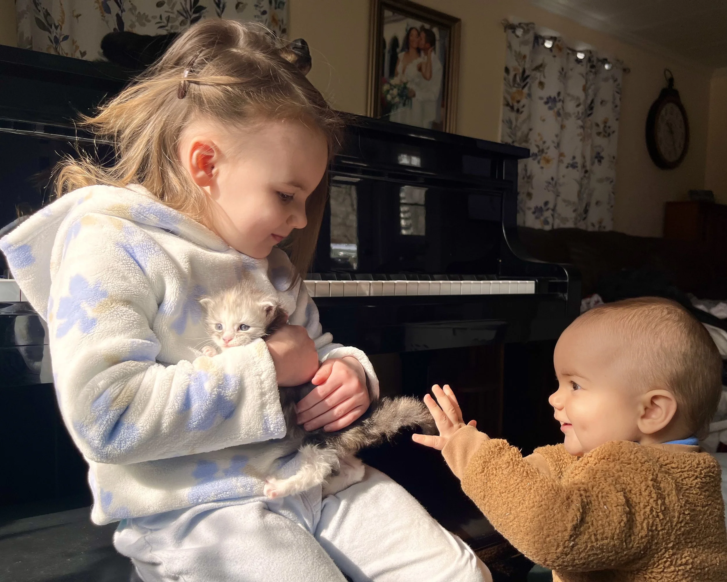 maine coon kitten with children