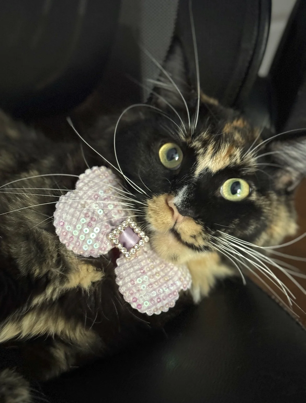 tortoiseshell maine coon cat.jpg
