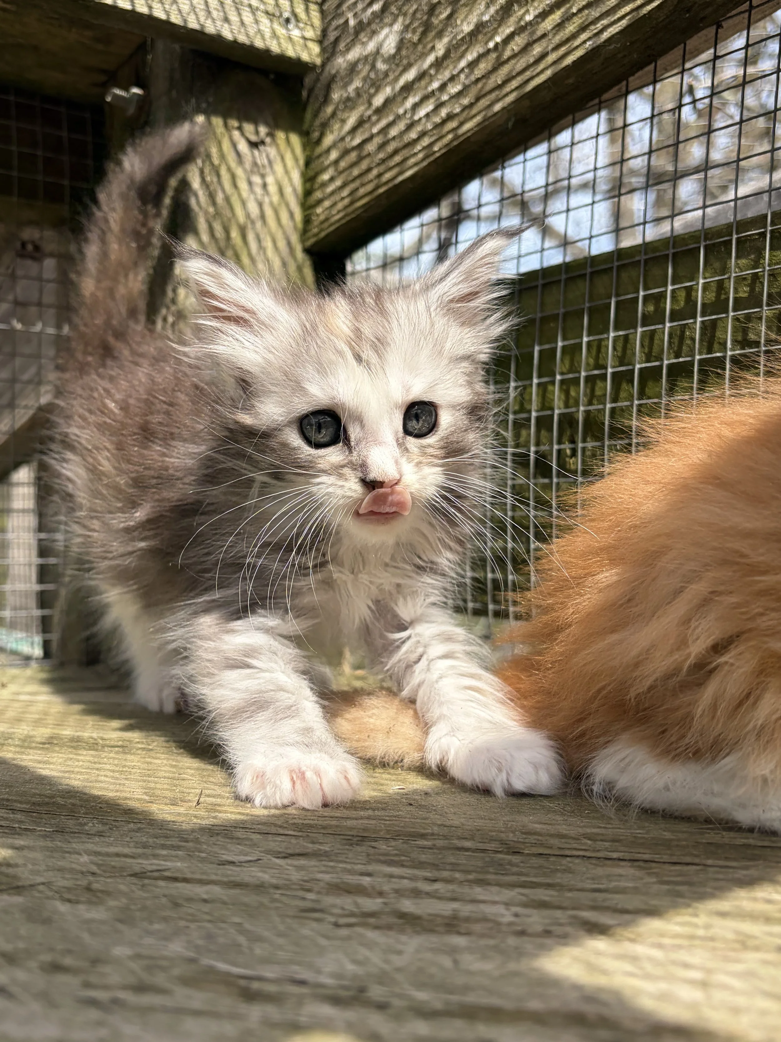silly maine coon kitten picture