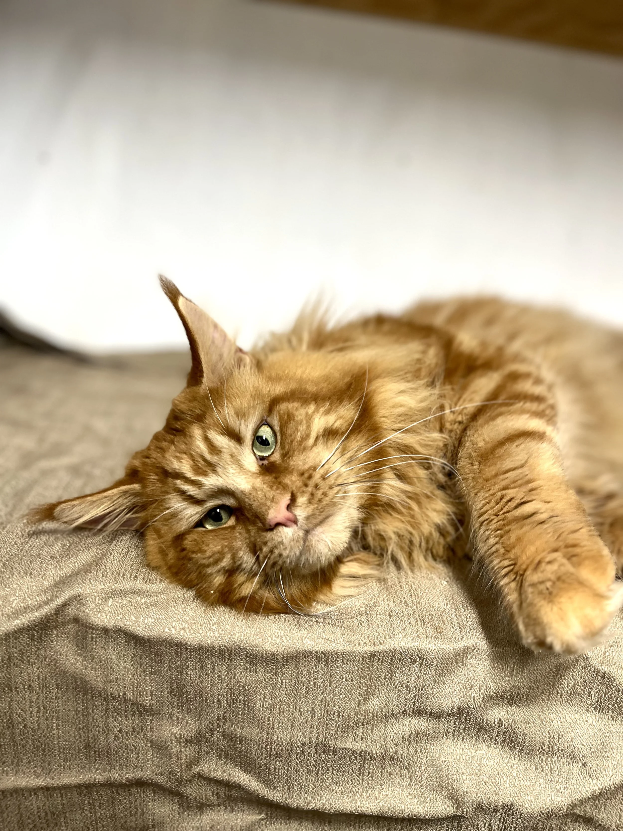 red classic tabby cat.jpg