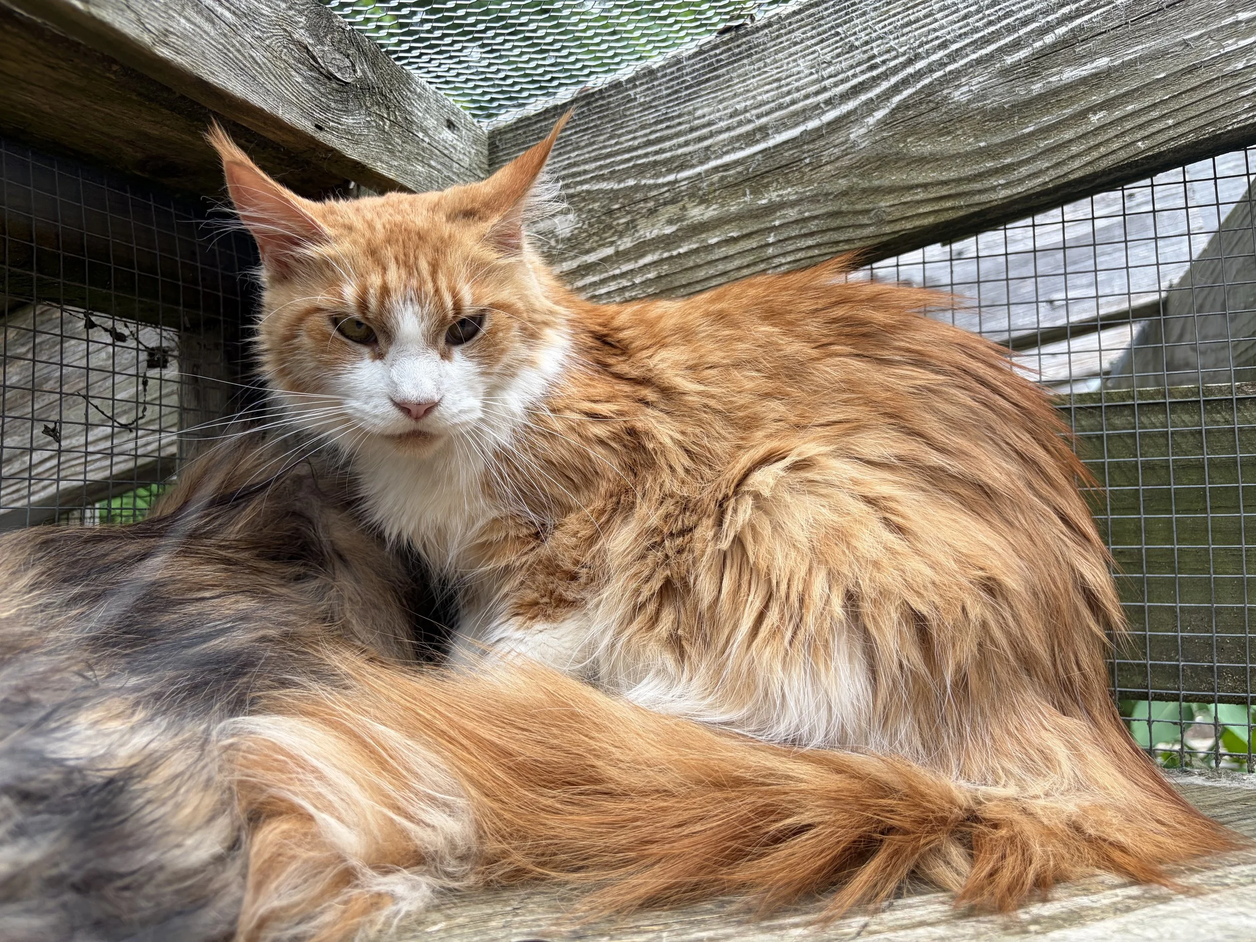 red with white big maine coon female