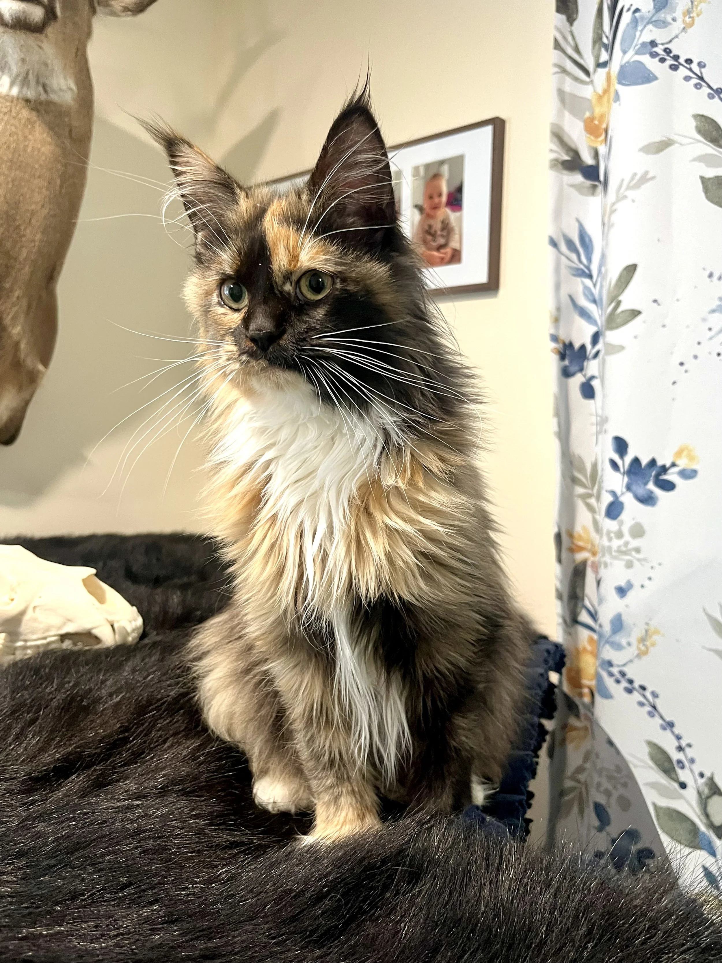polydactyl maine coon kitten