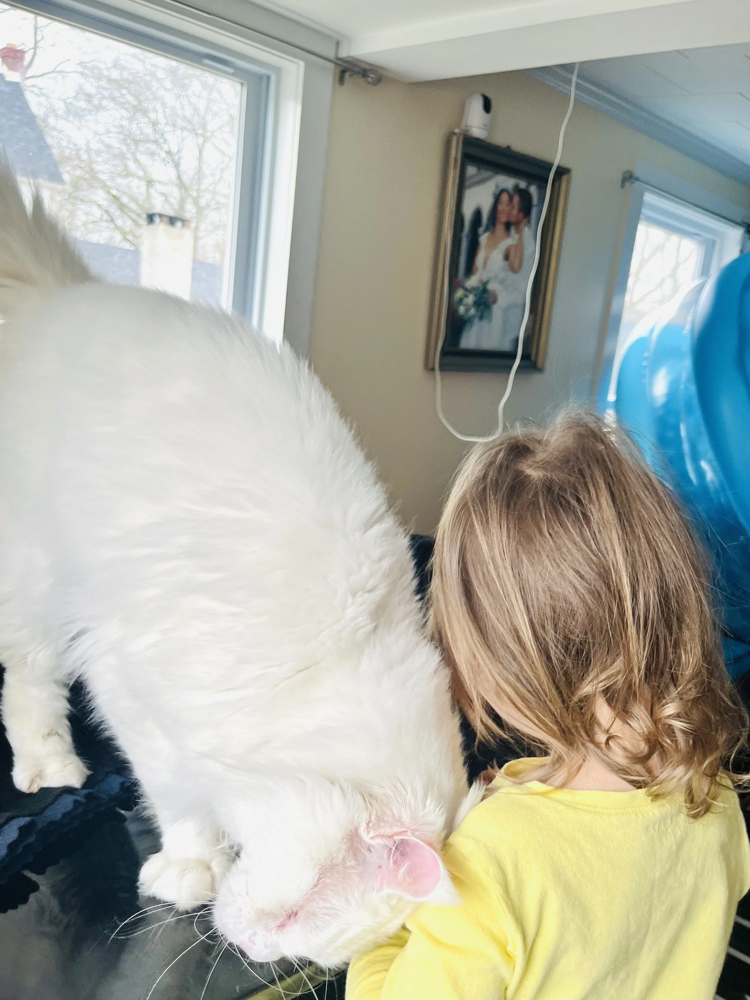 Maine Coon with toddler