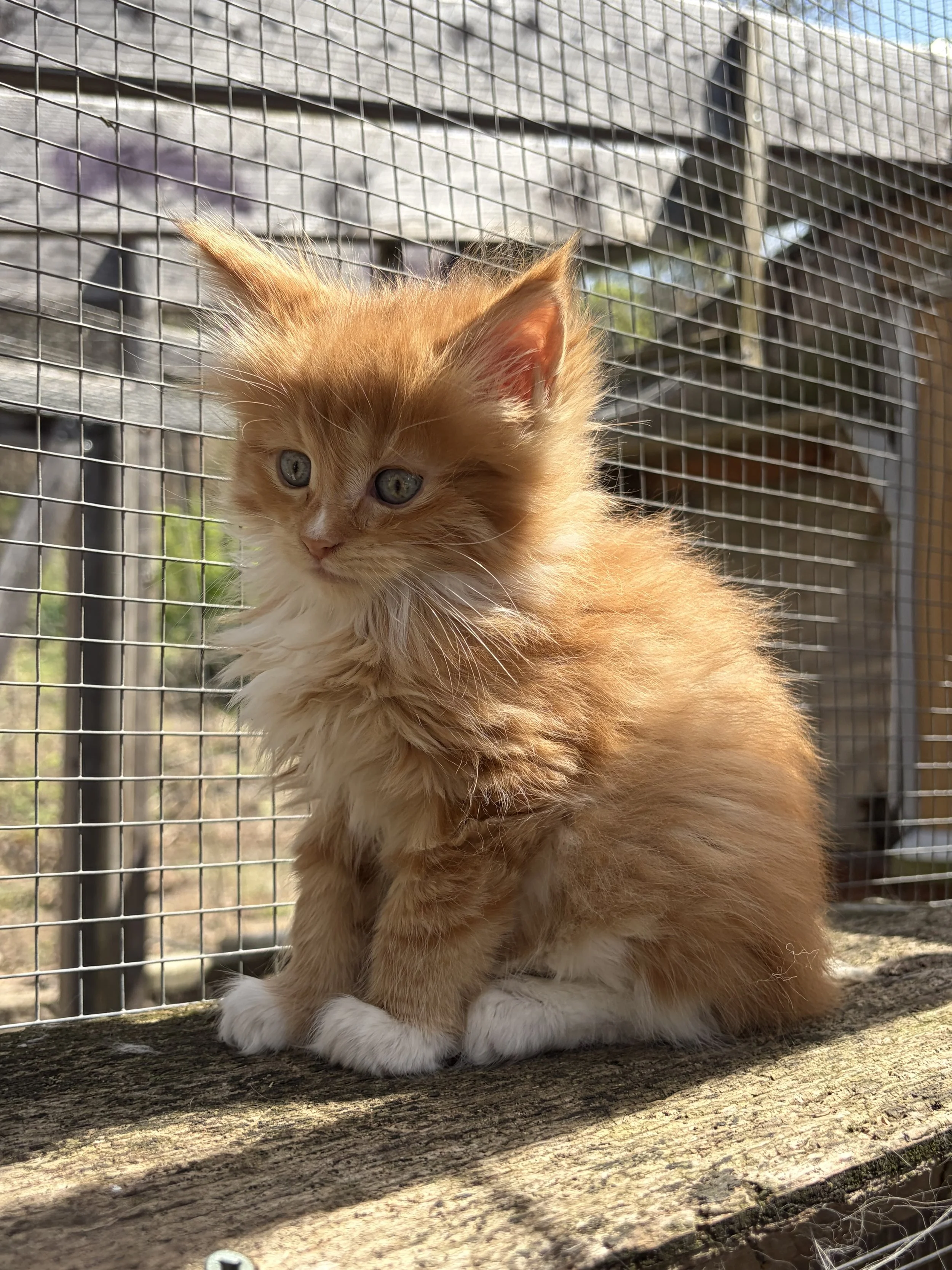 red with white maine coon kitten